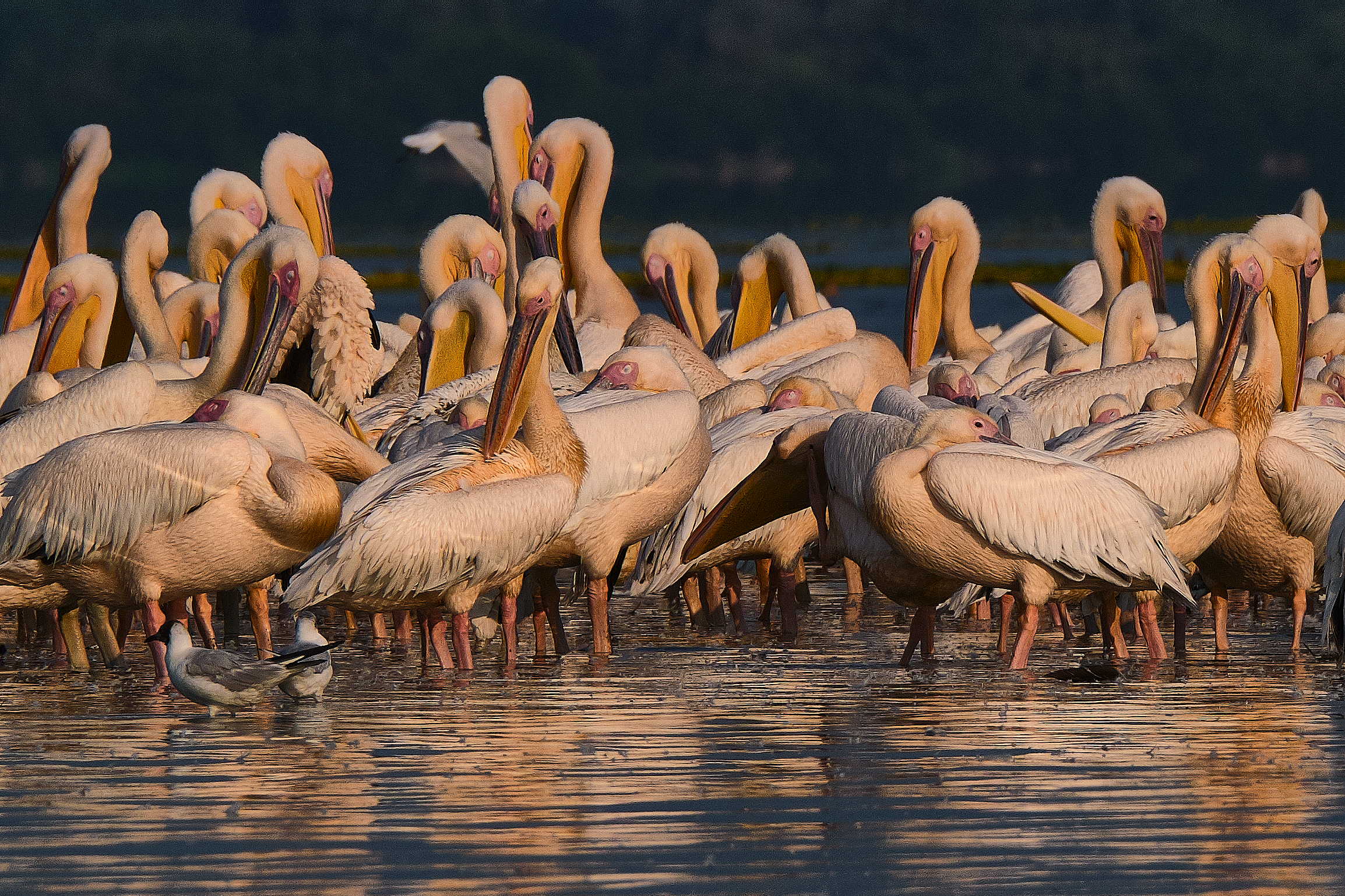 Pelicans