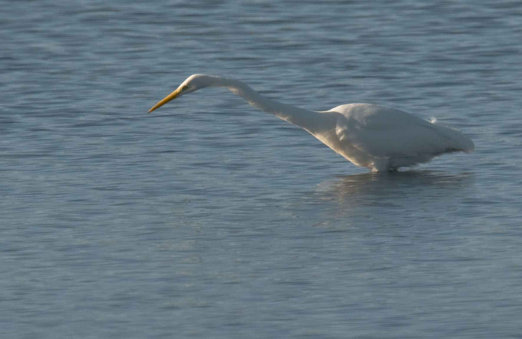 White Heron Major