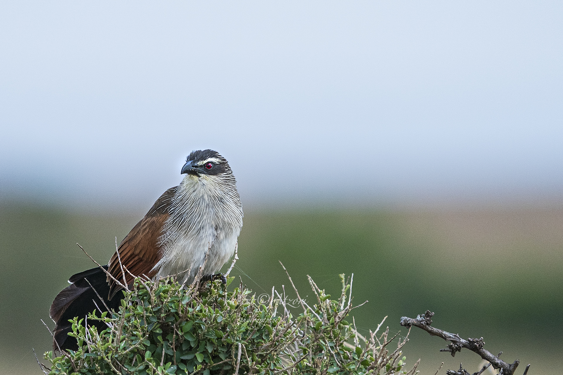 White-browed Coucal