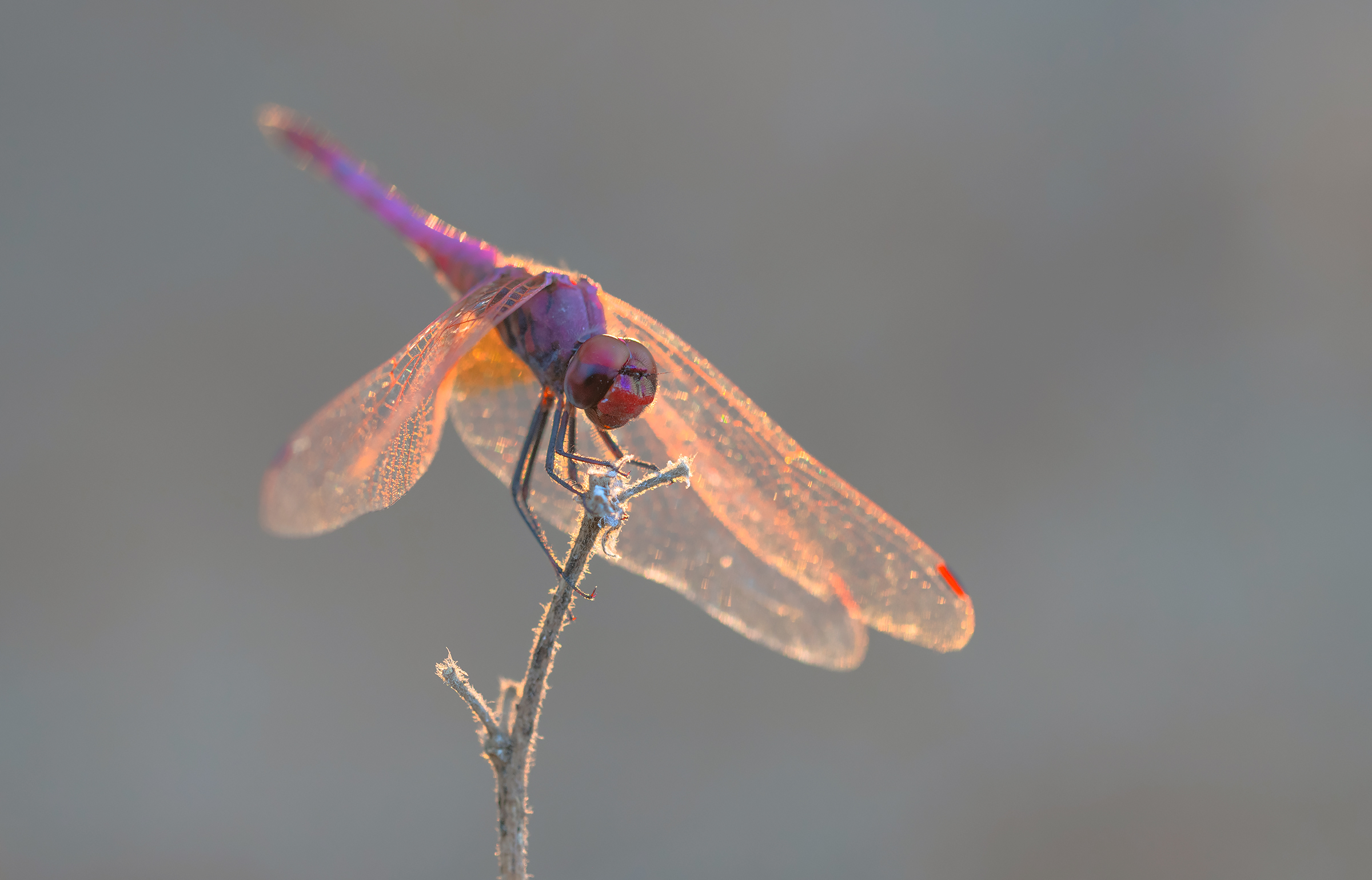 libellula