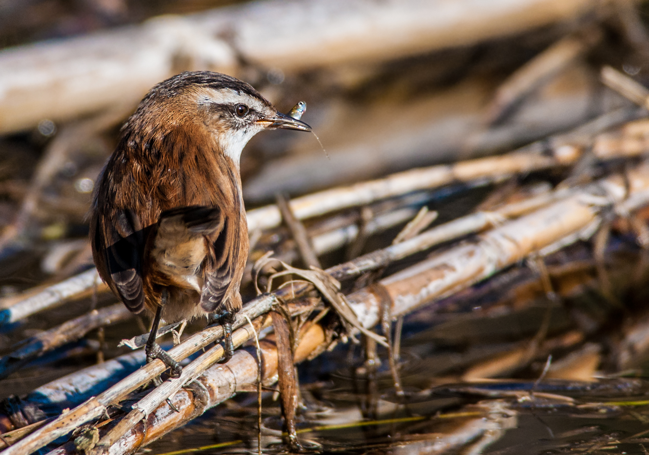 moustached warbler fisherman