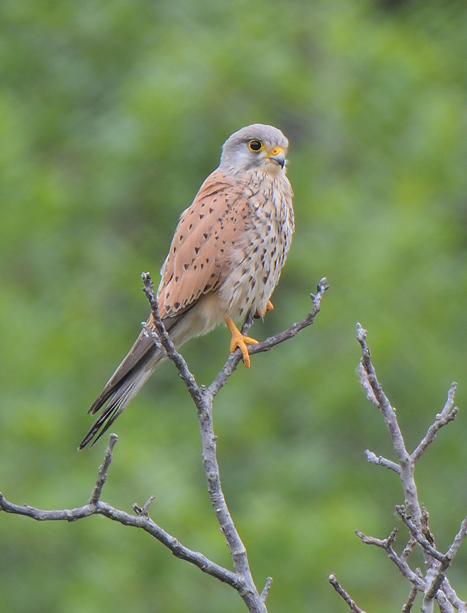 Kestrel