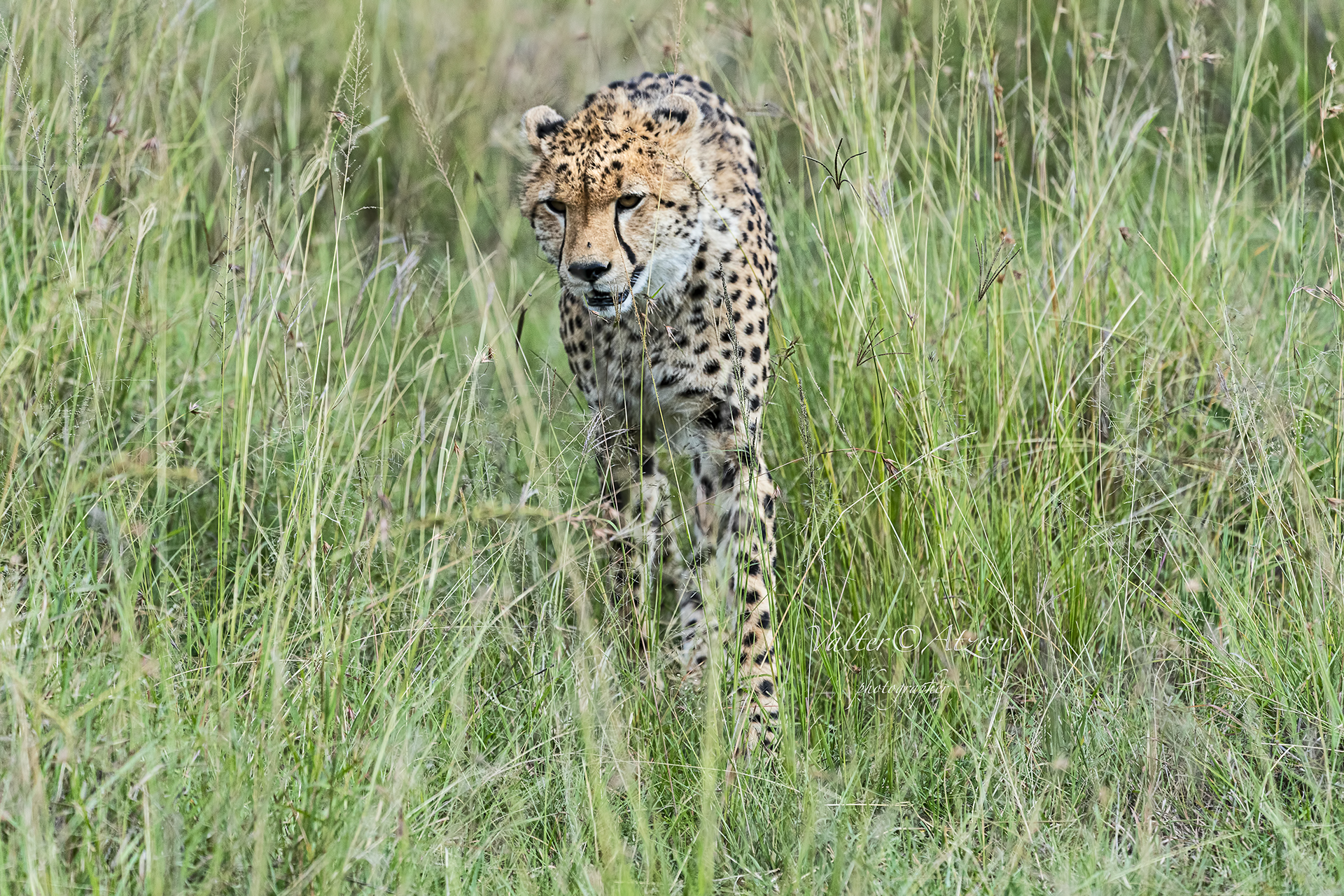 Cheetah eyes to eyes