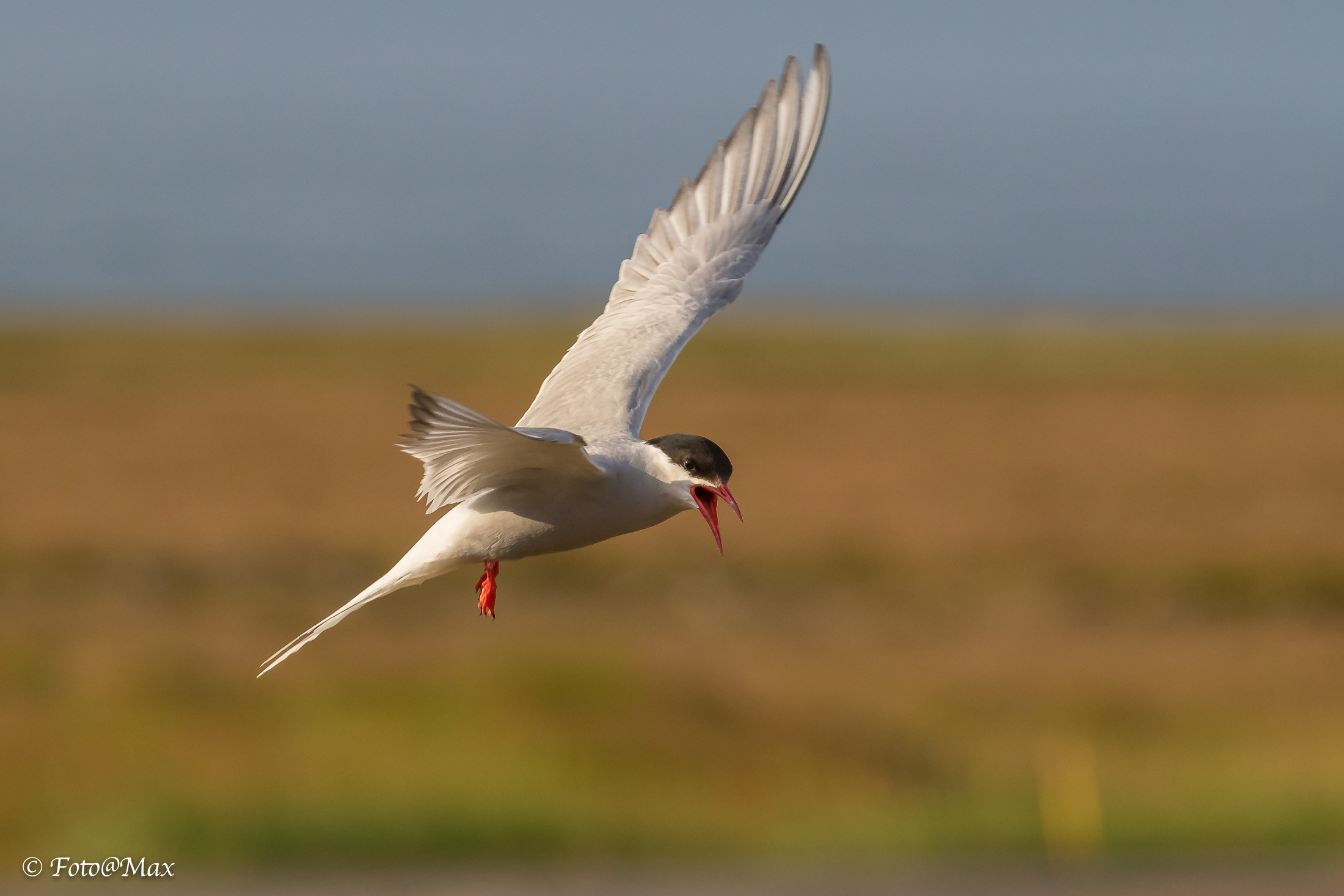 Long or Arctic tail tern