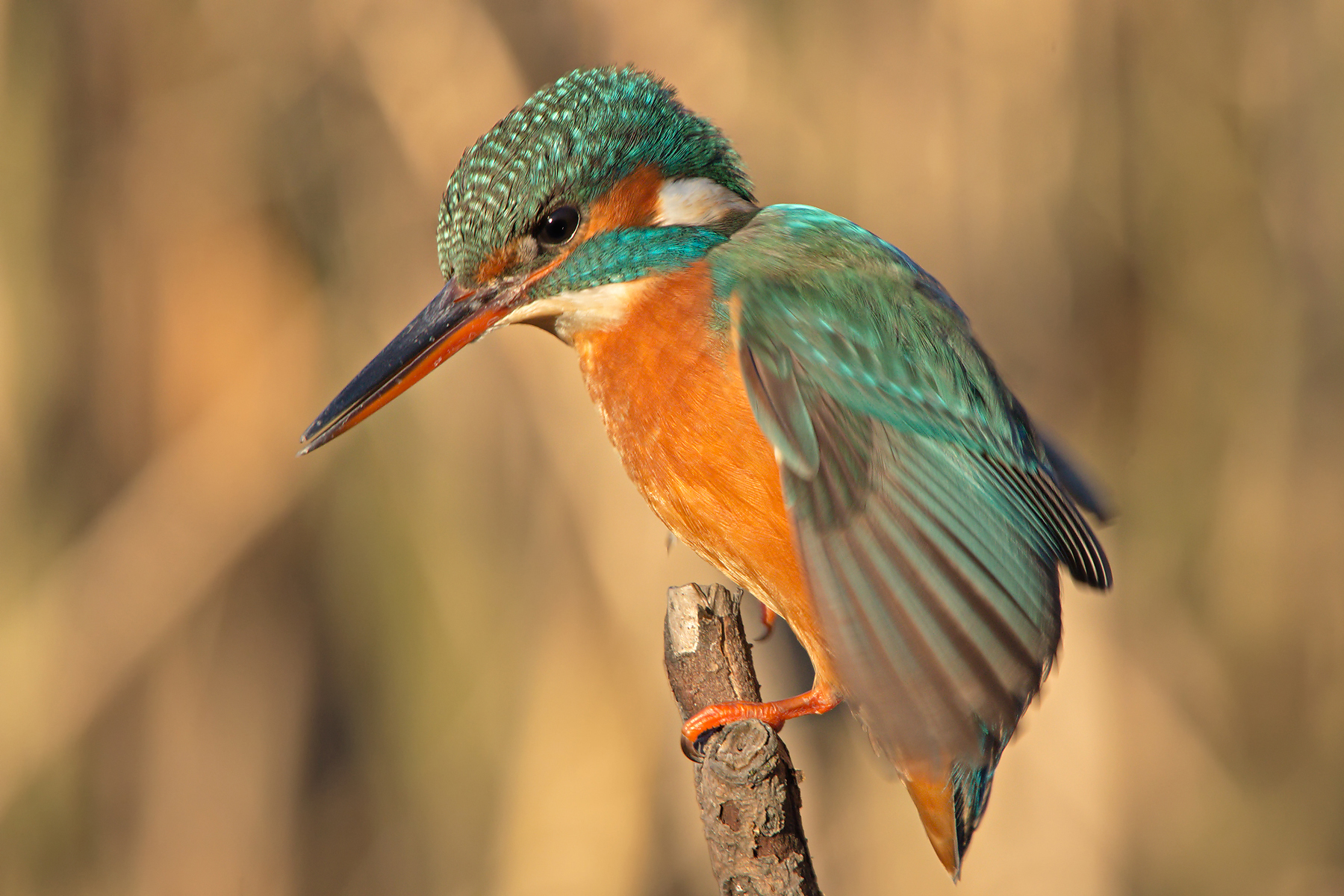 Kingfisher (Alcedo atthis)