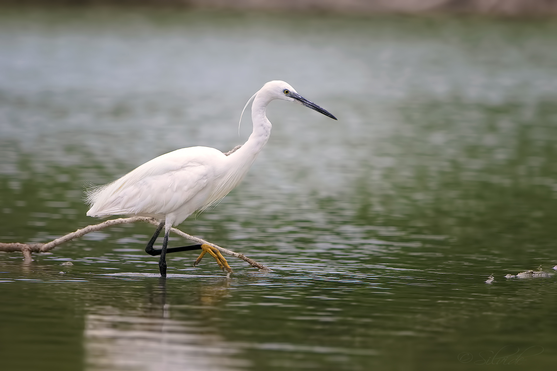 Egret