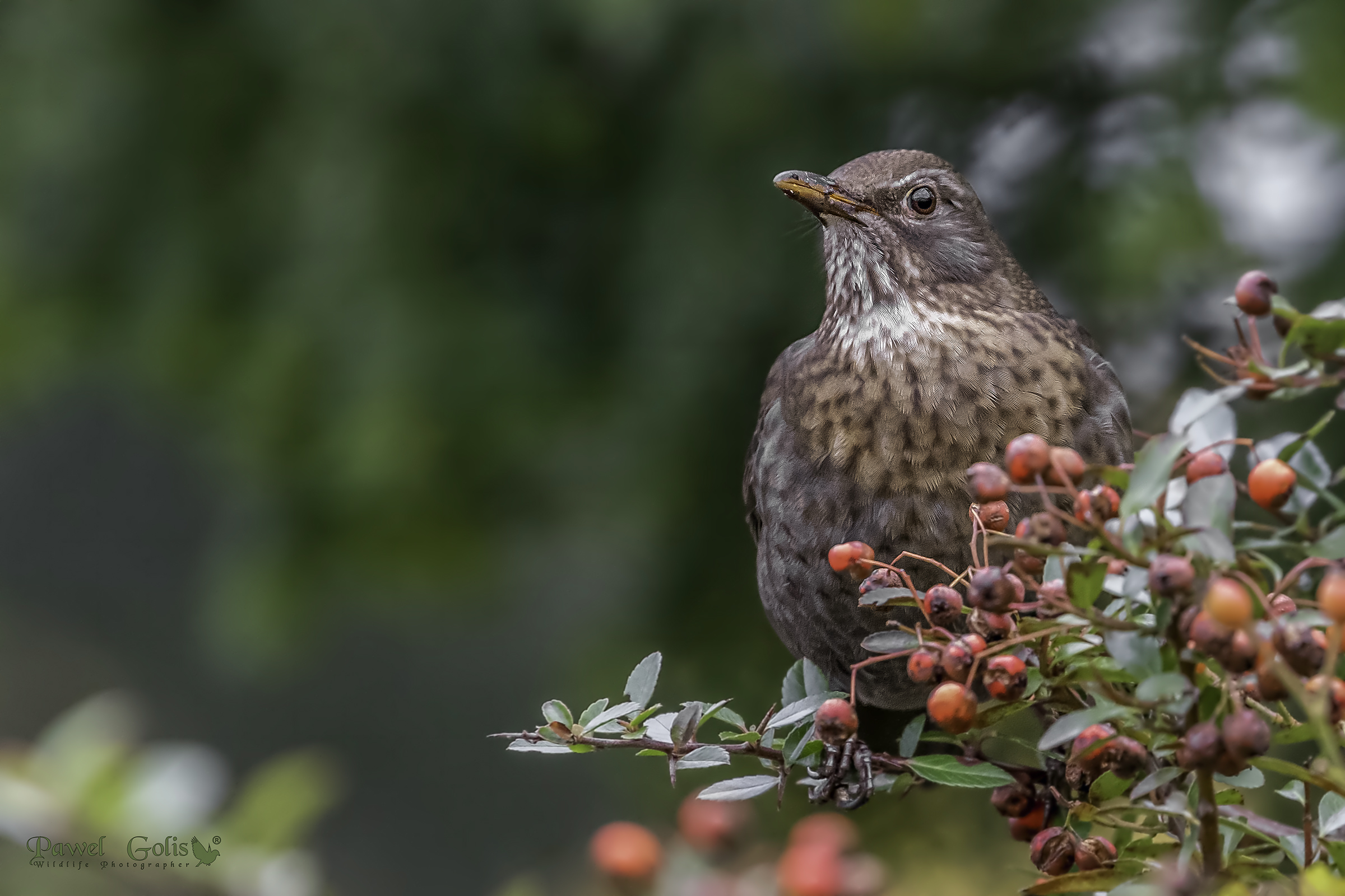 Common blackbird (Turdus merula)