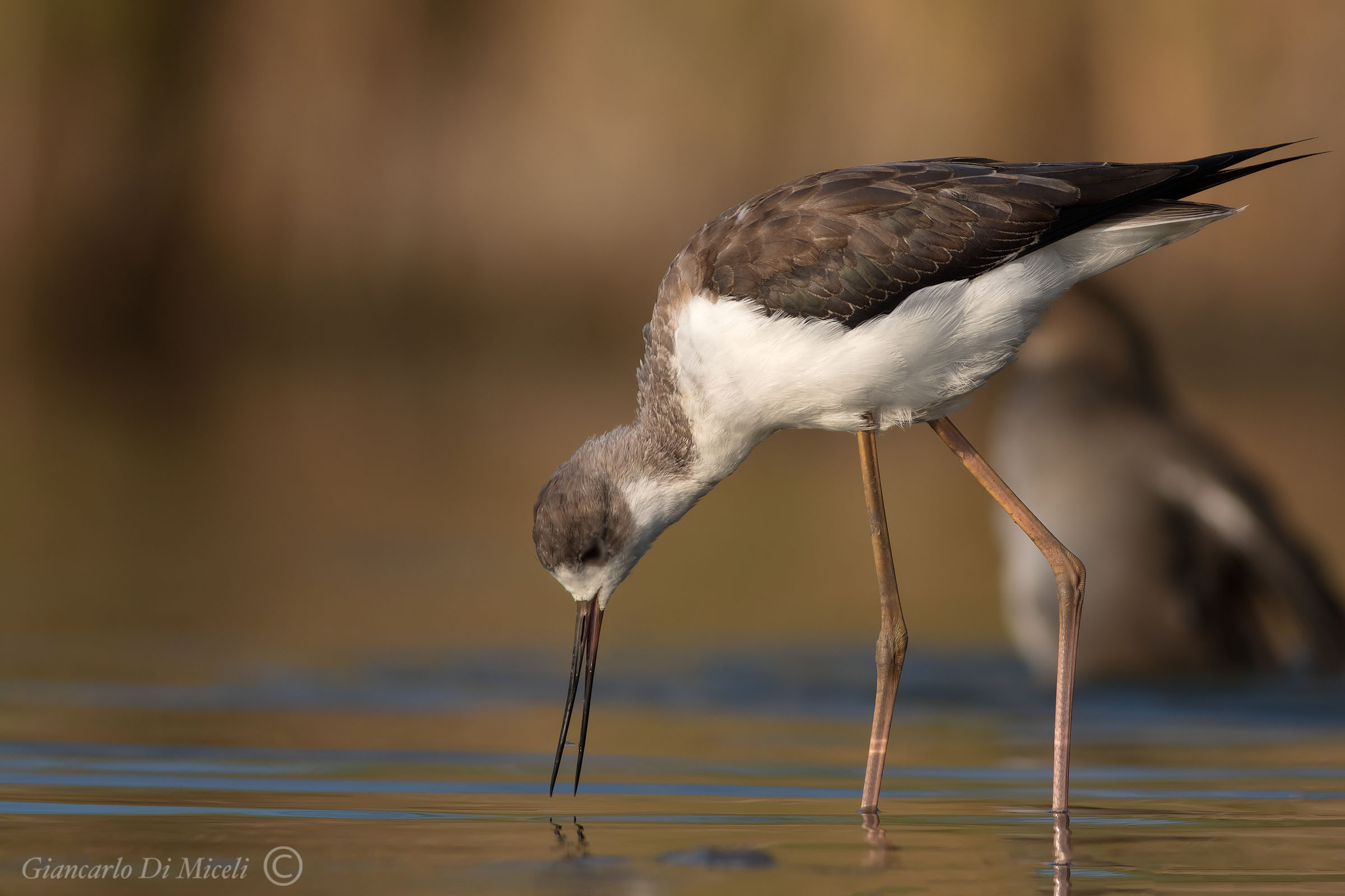Young Knight of Italy
