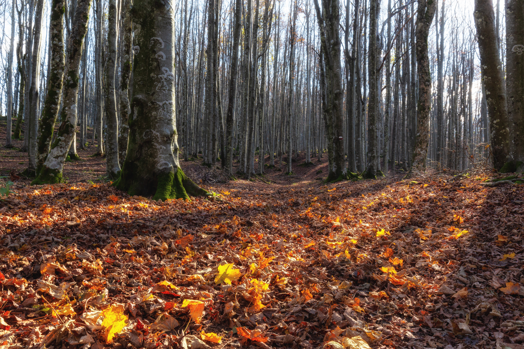 Un cuscino di foglie