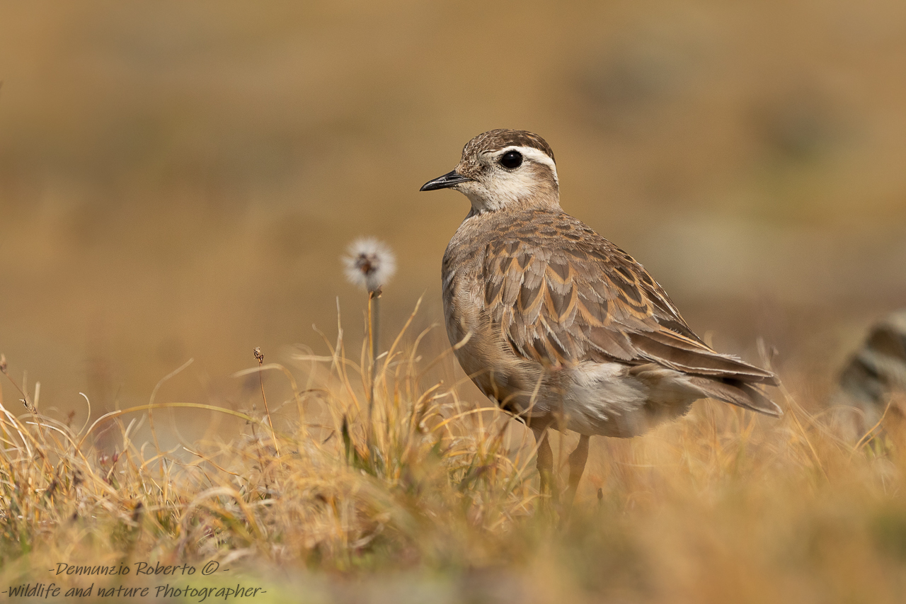 the romantic tortoise