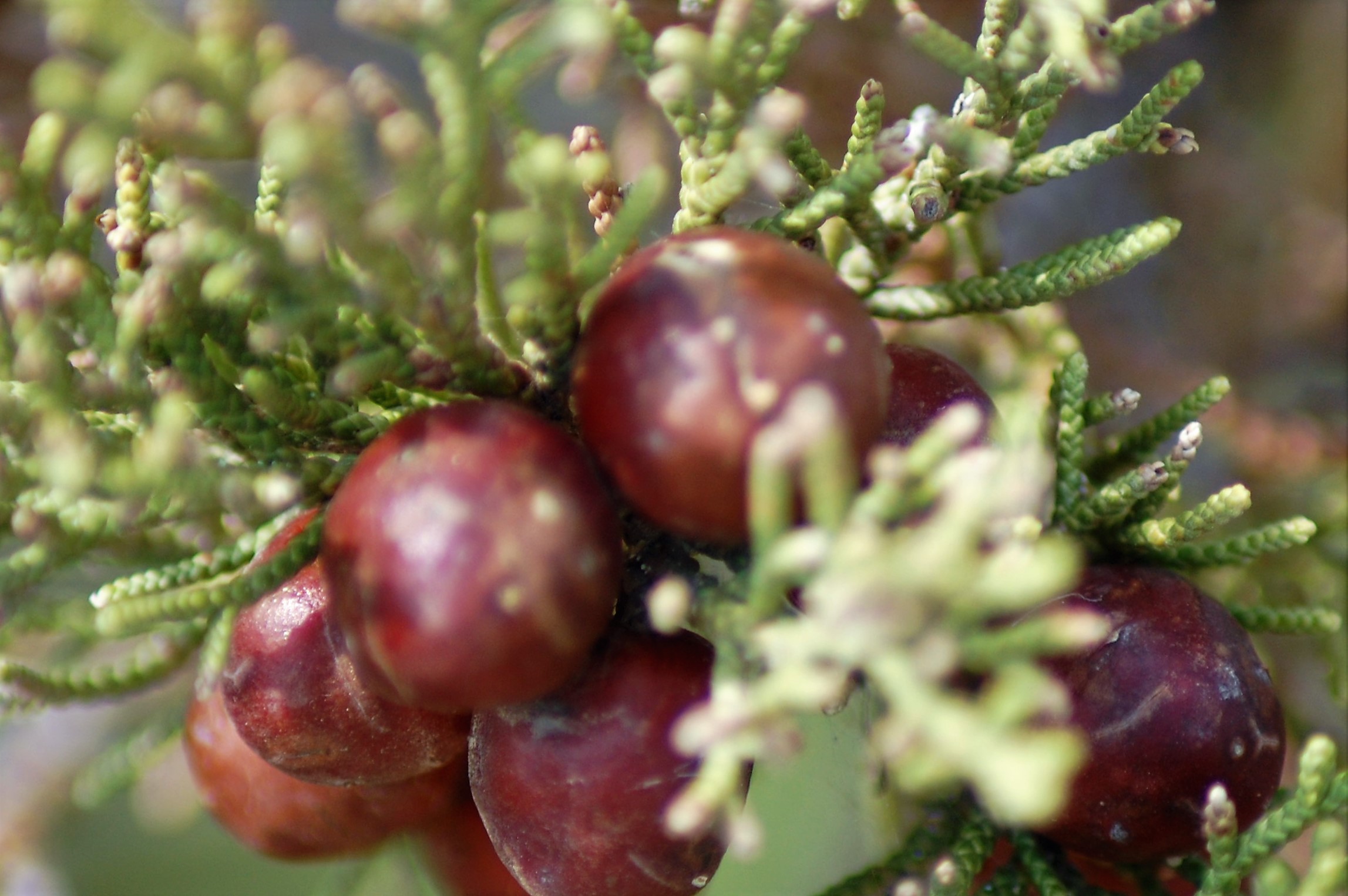 Flora locale mediterranea