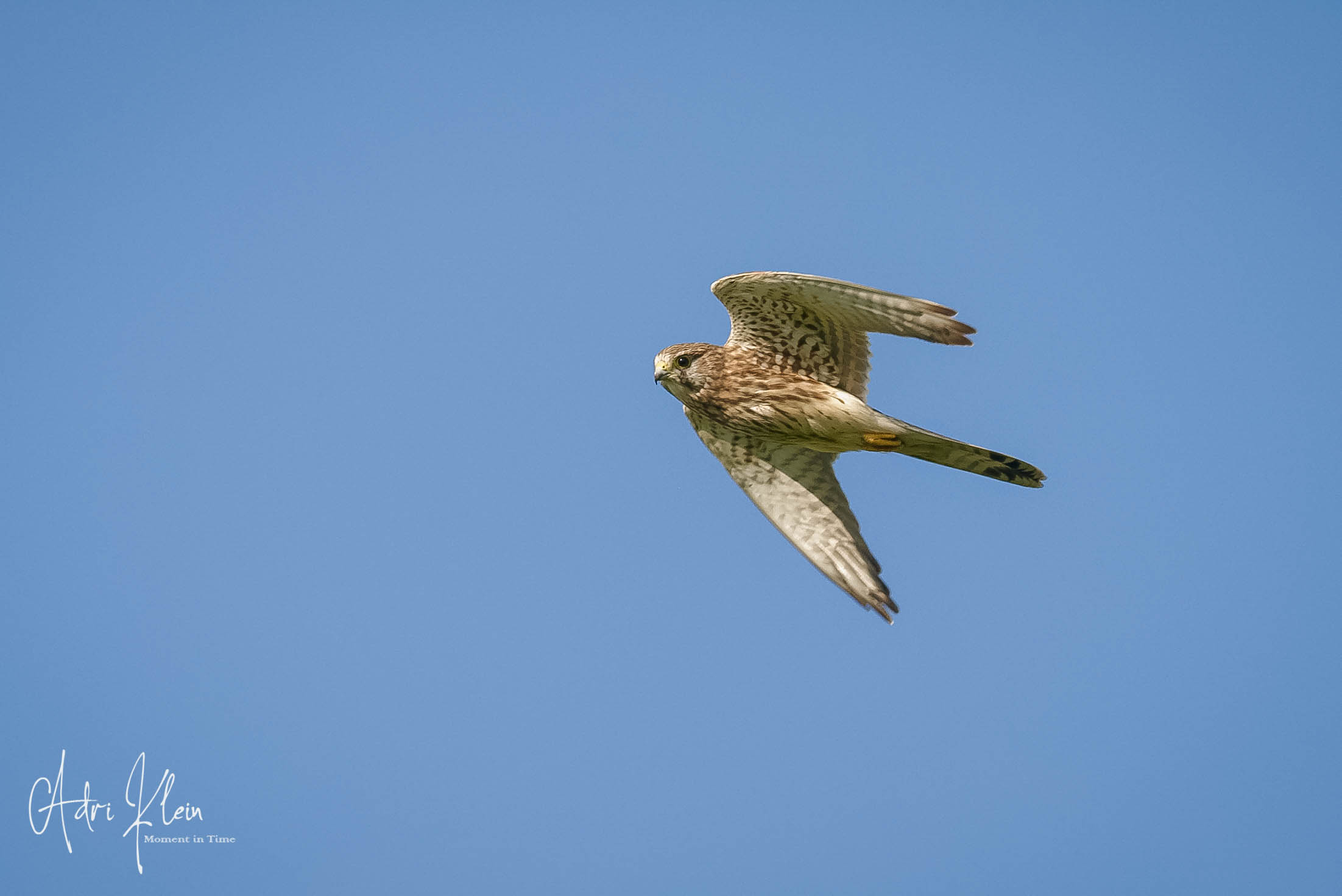 Common Kestrel