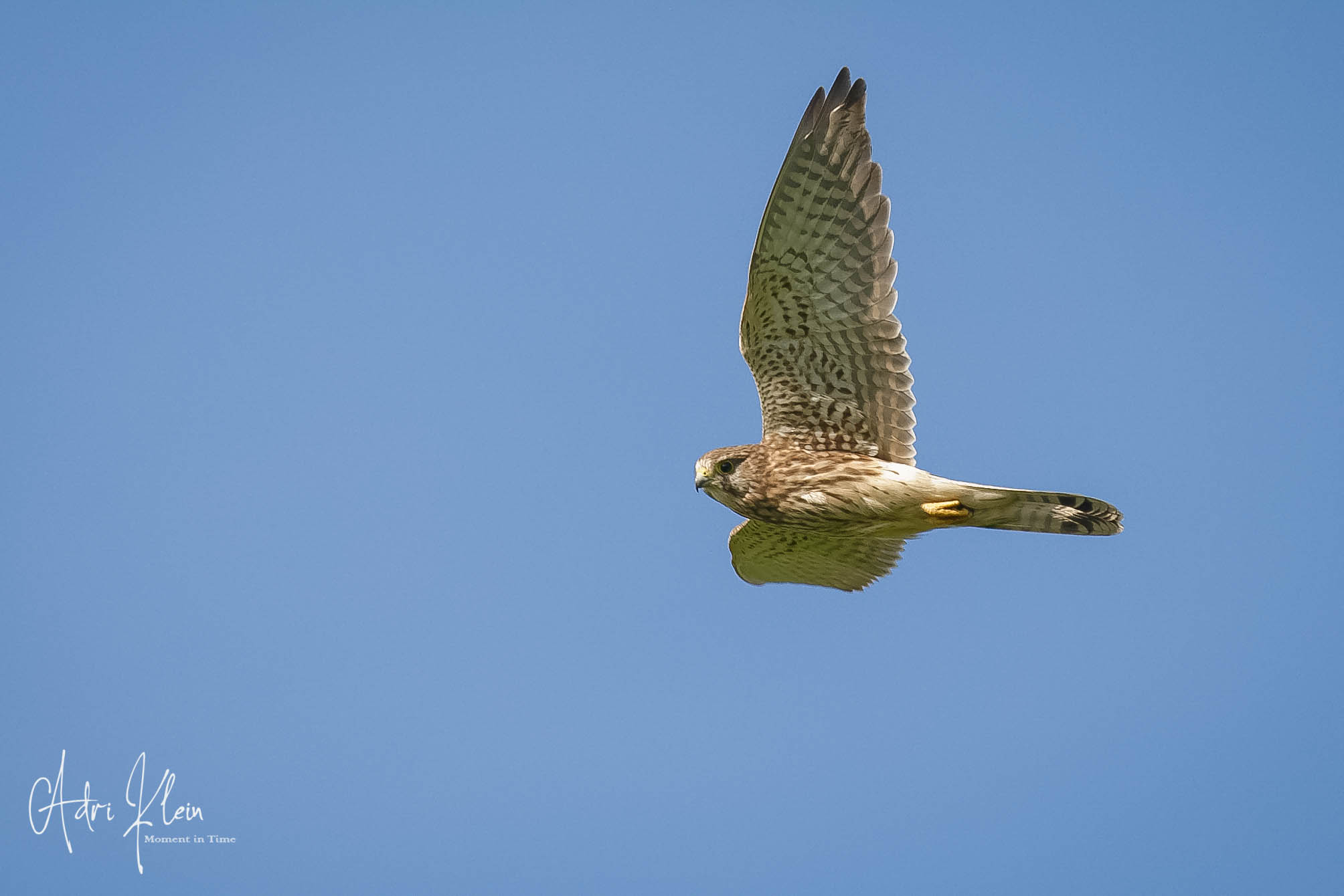 Common Kestrel