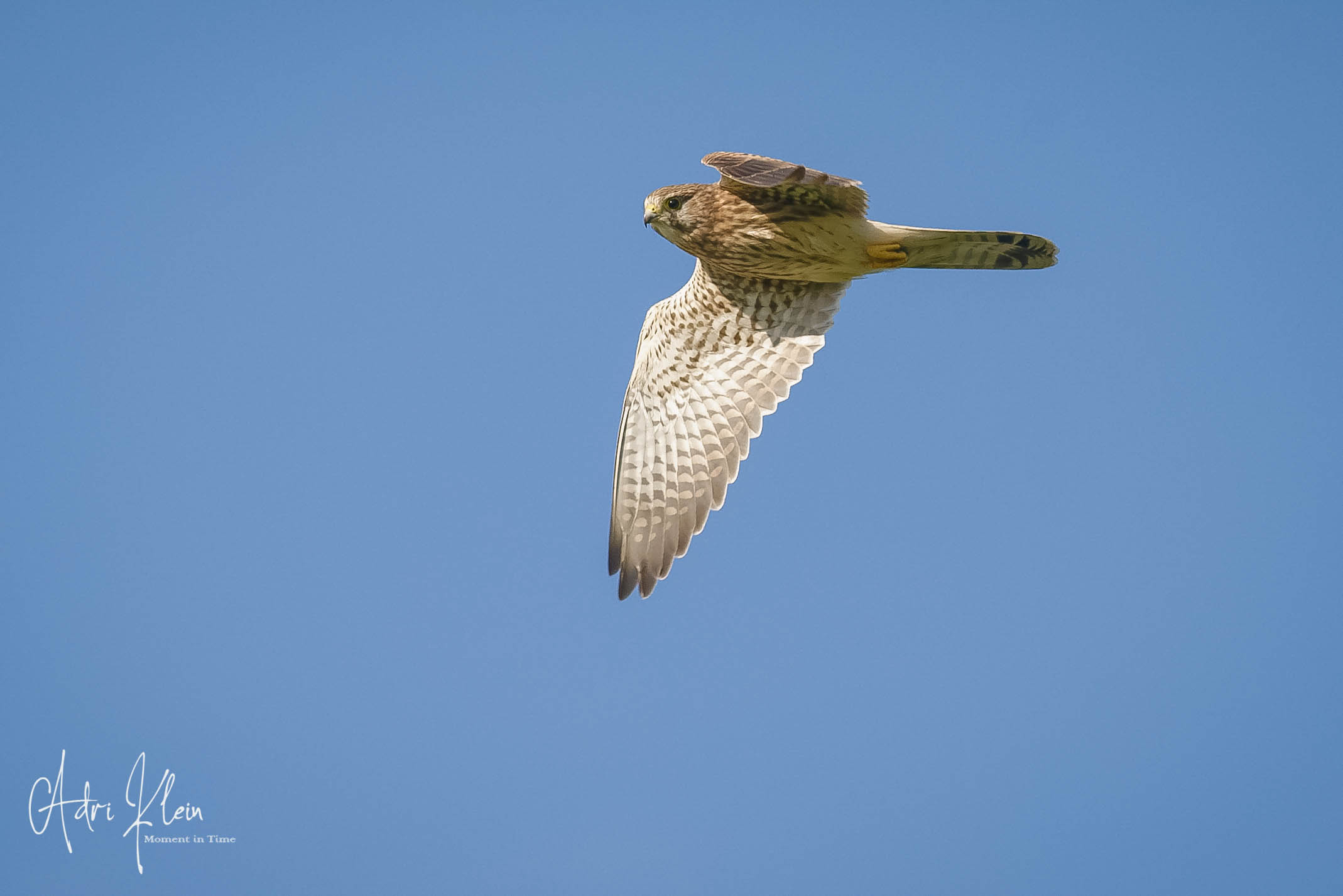 Common Kestrel