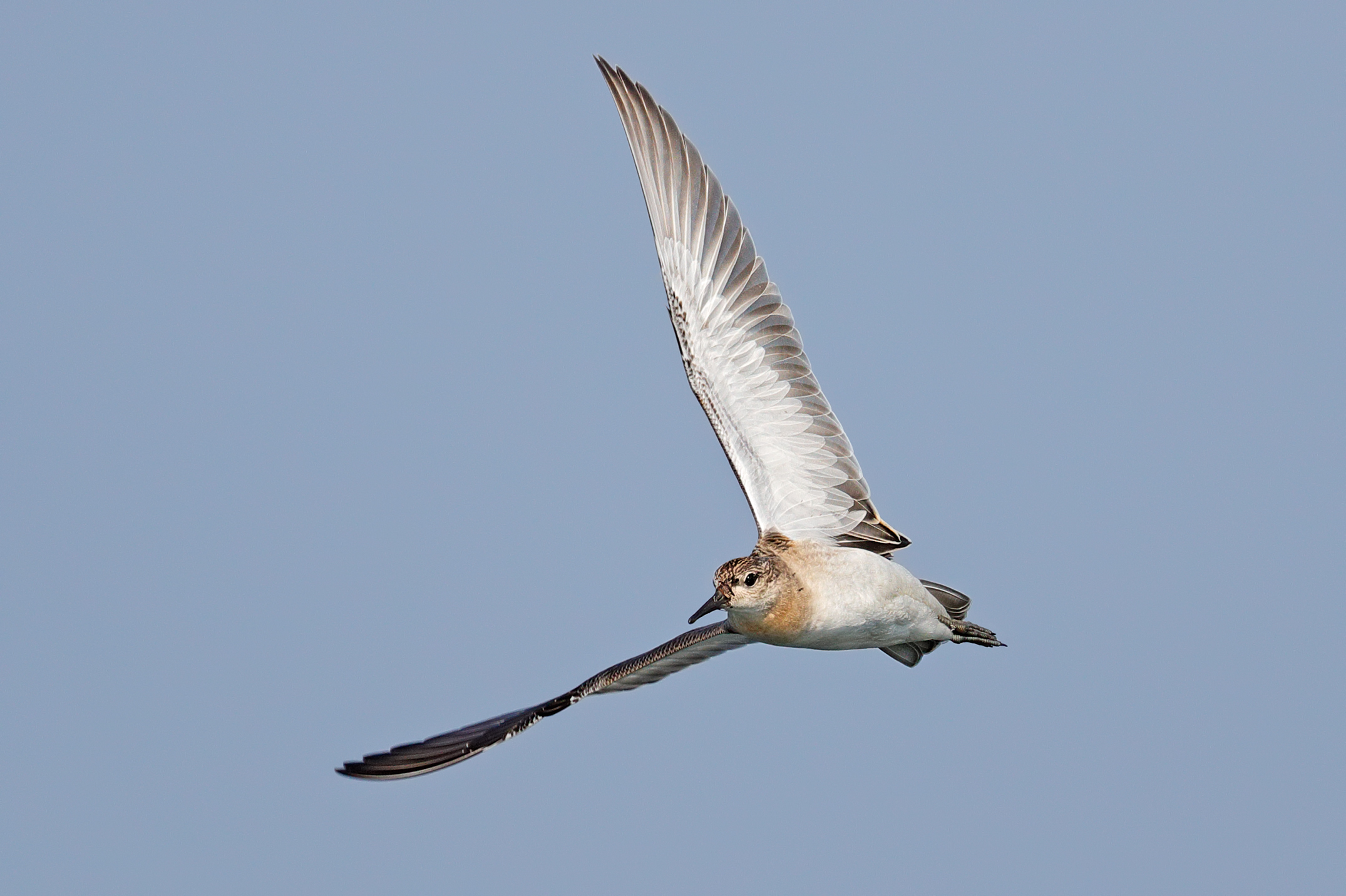 Cambio di direzione . Combattente in volo