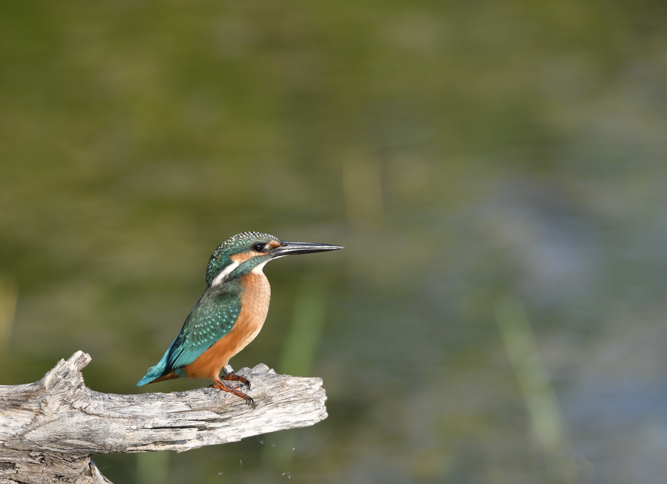 Kingfisher