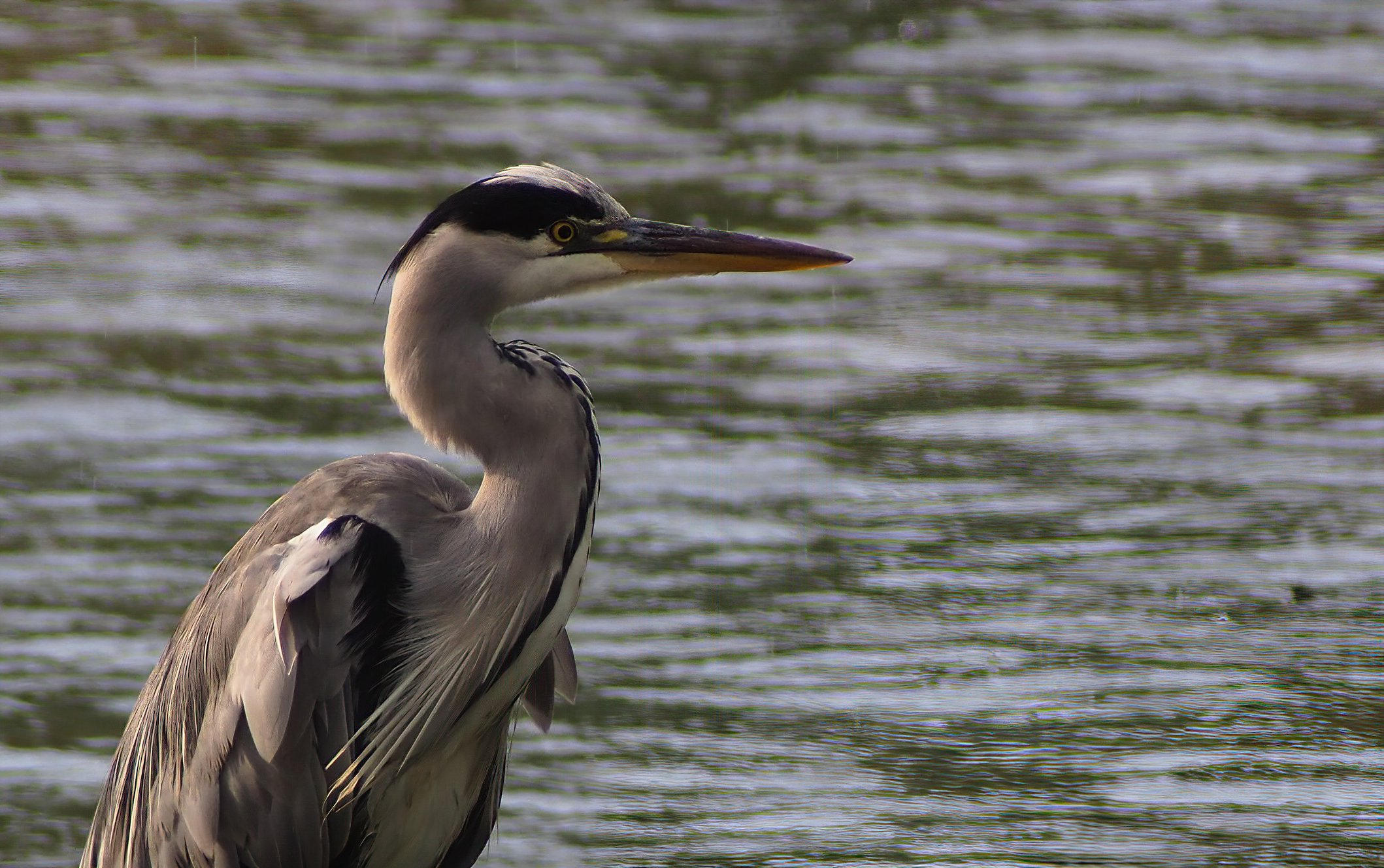 Portrait of Heron