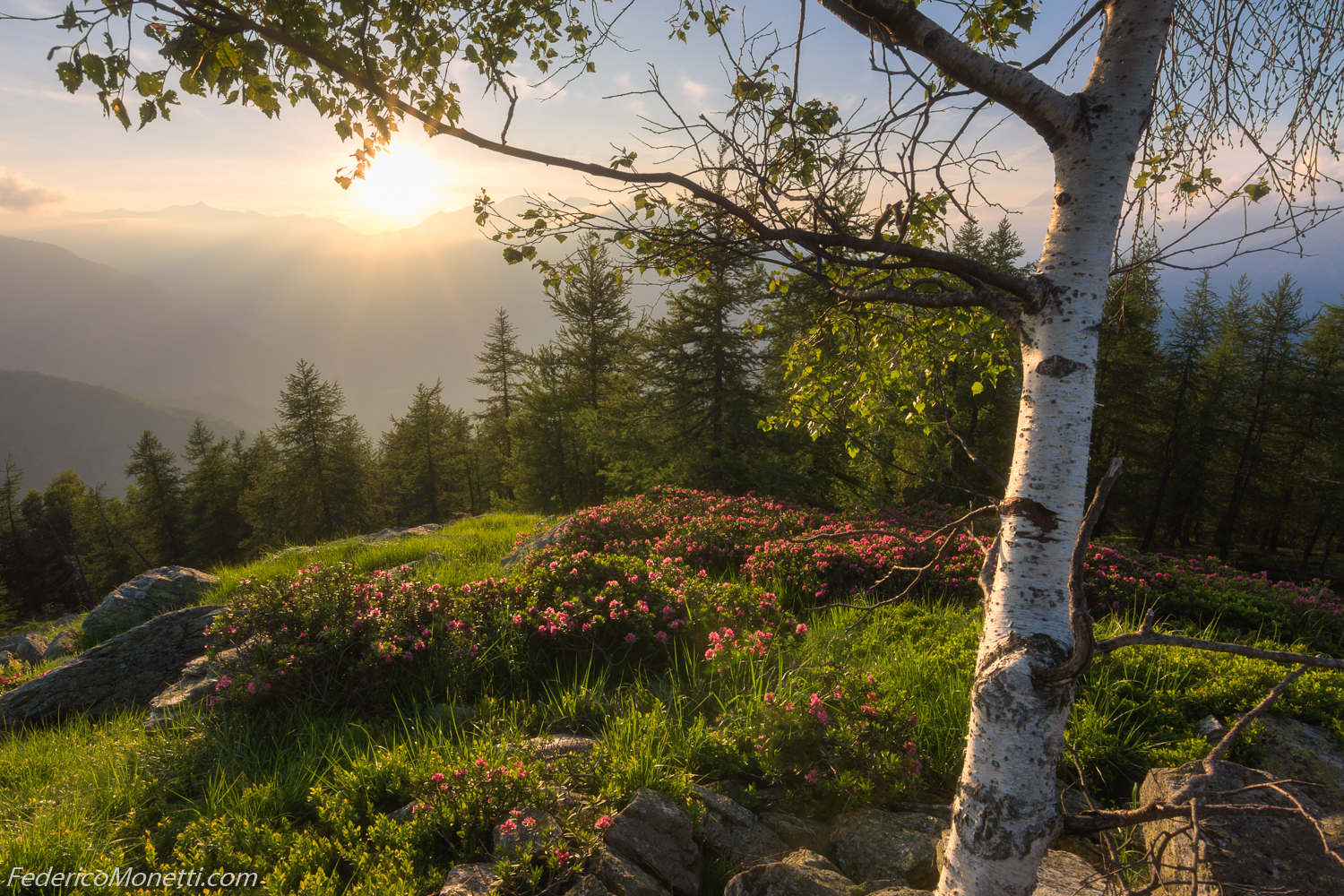 Embrace of the Birch