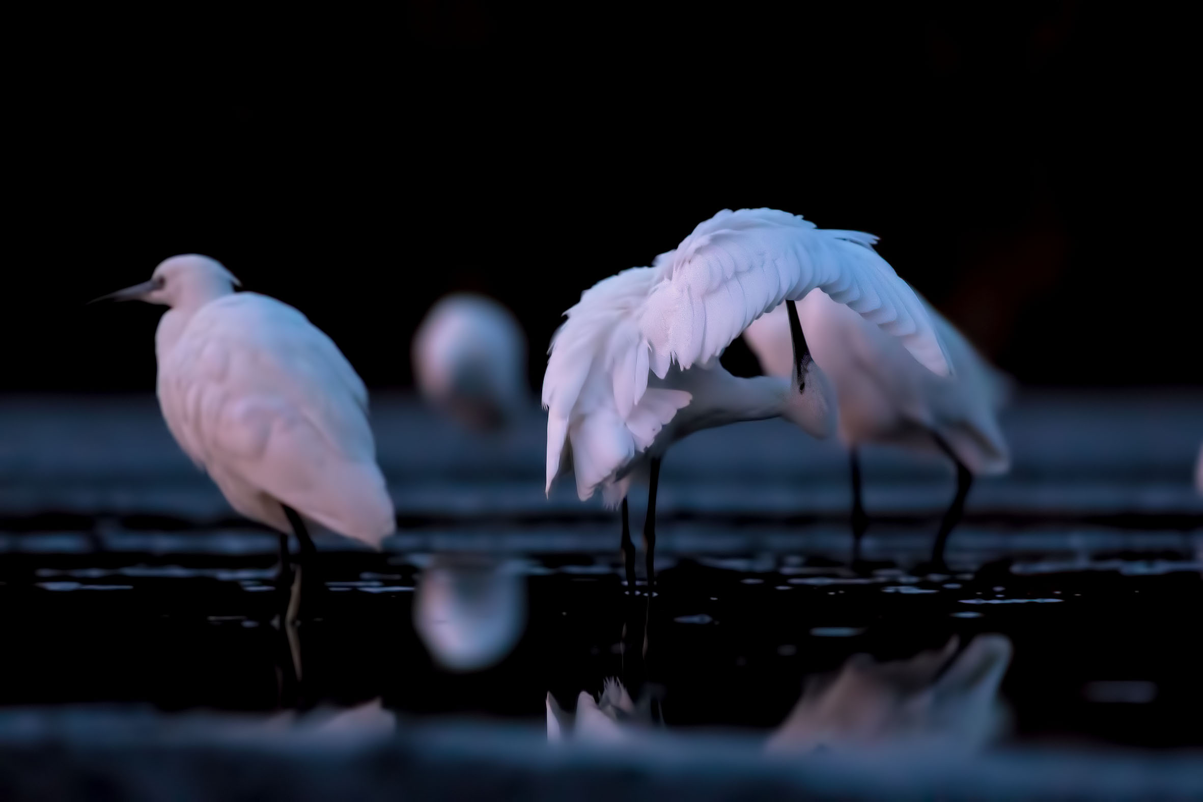 Aurora on the Oassis