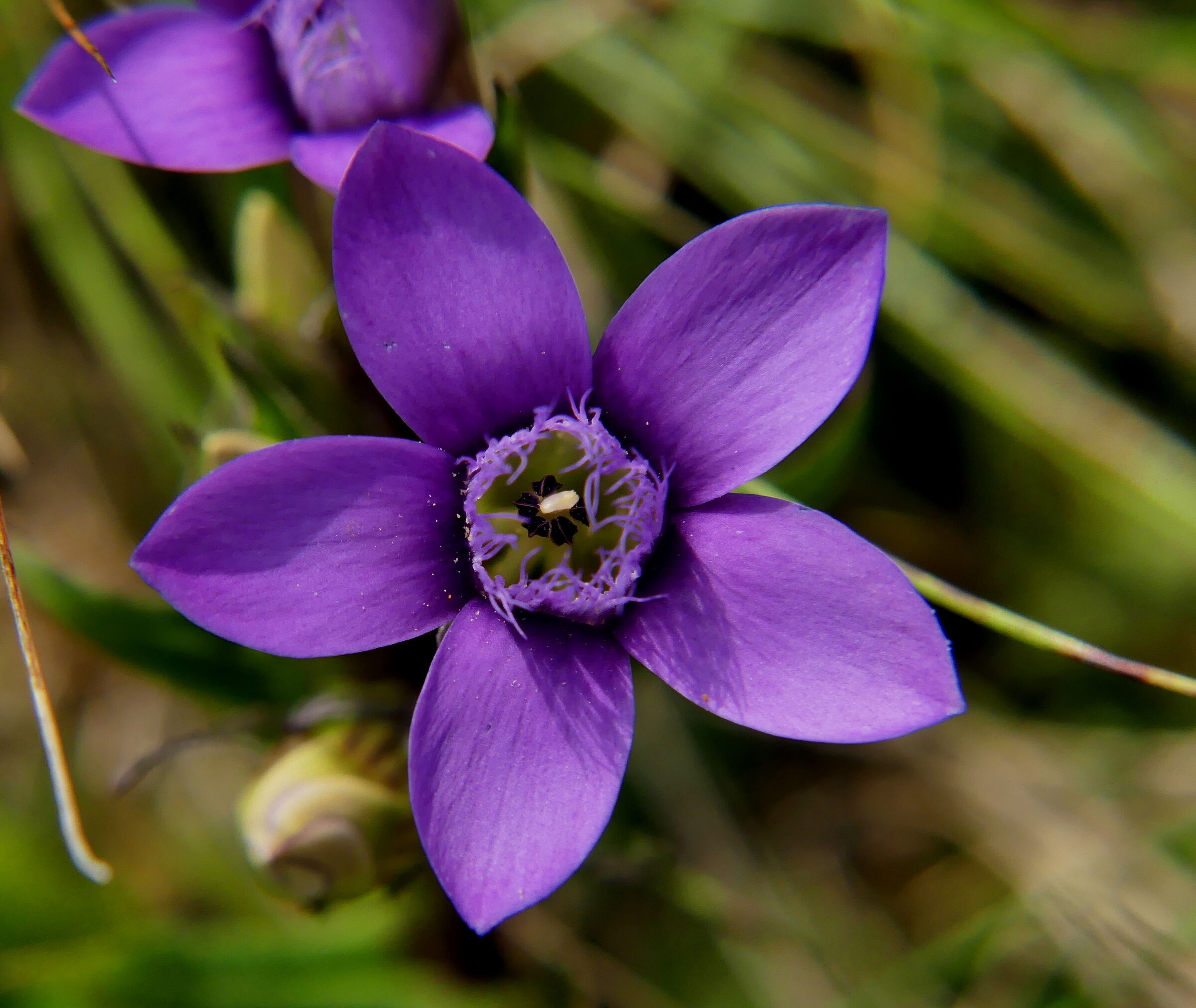 The gentian comes on