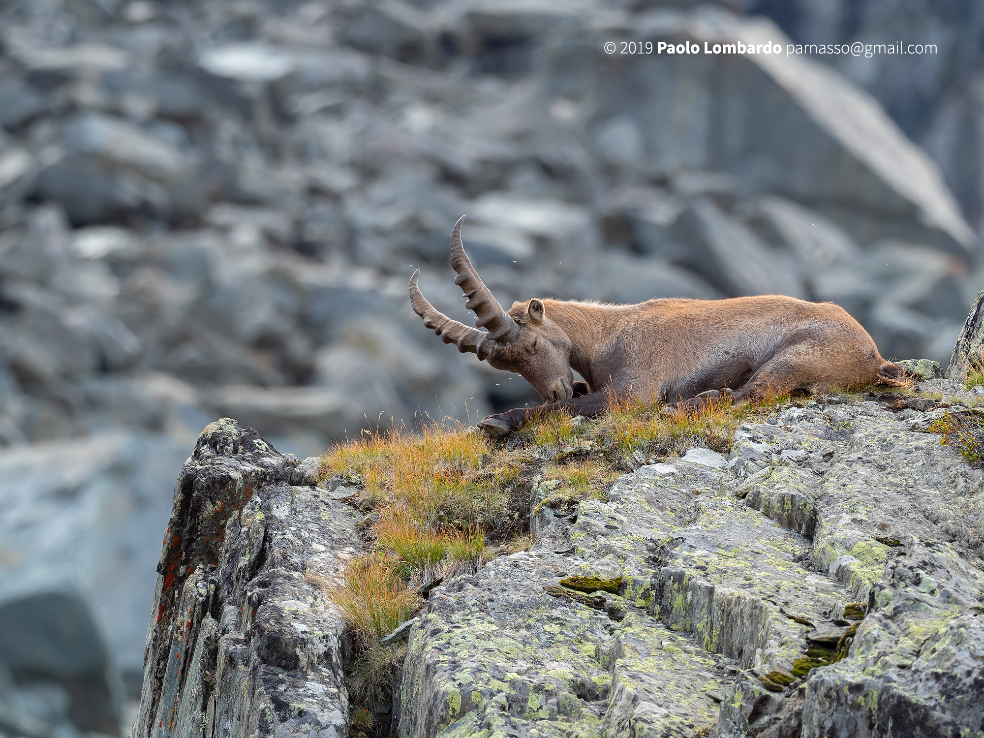 Capra ibex - Steinbock - Stambecco Capra ibex