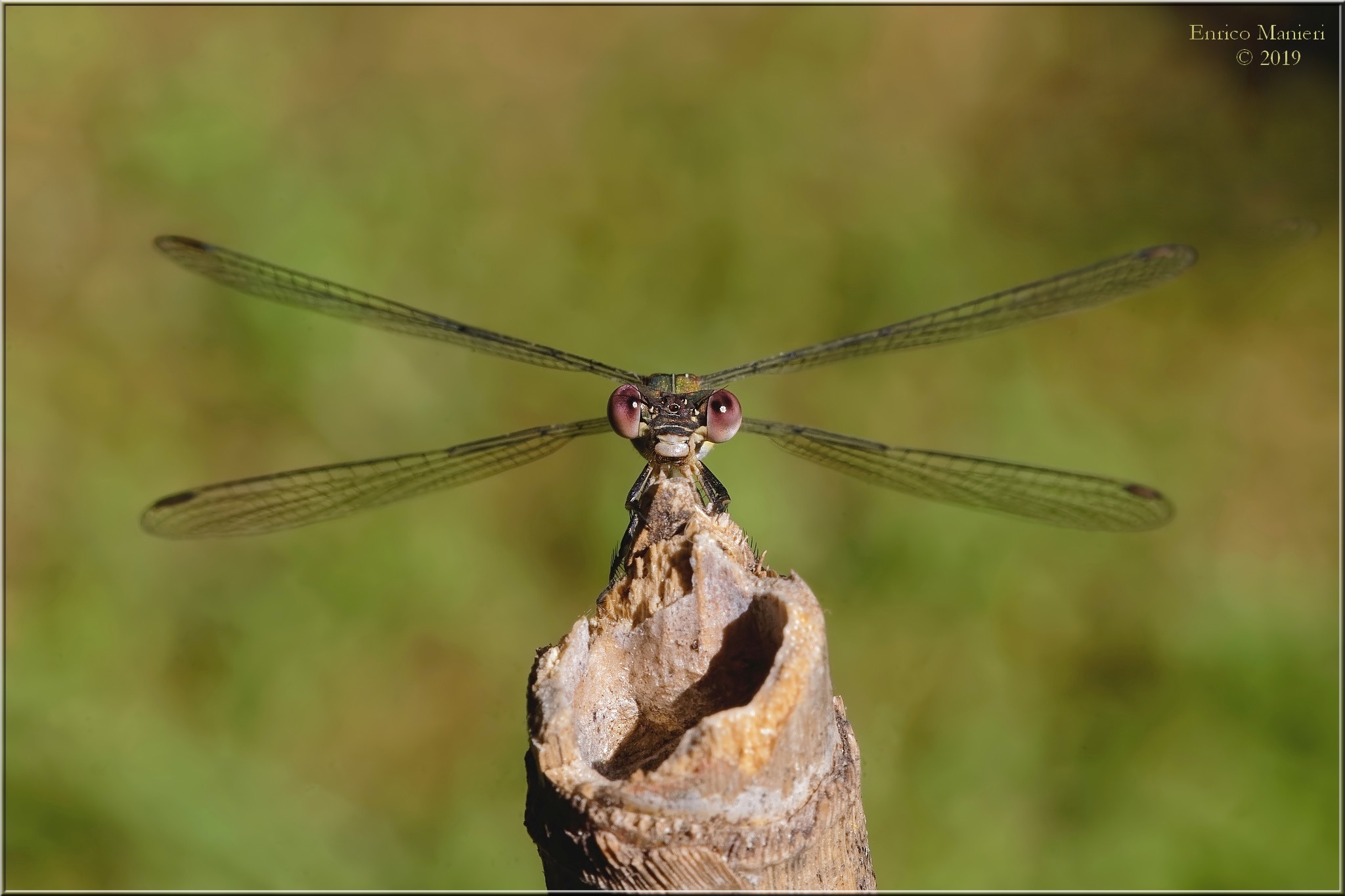 Chalcolestes Viridis