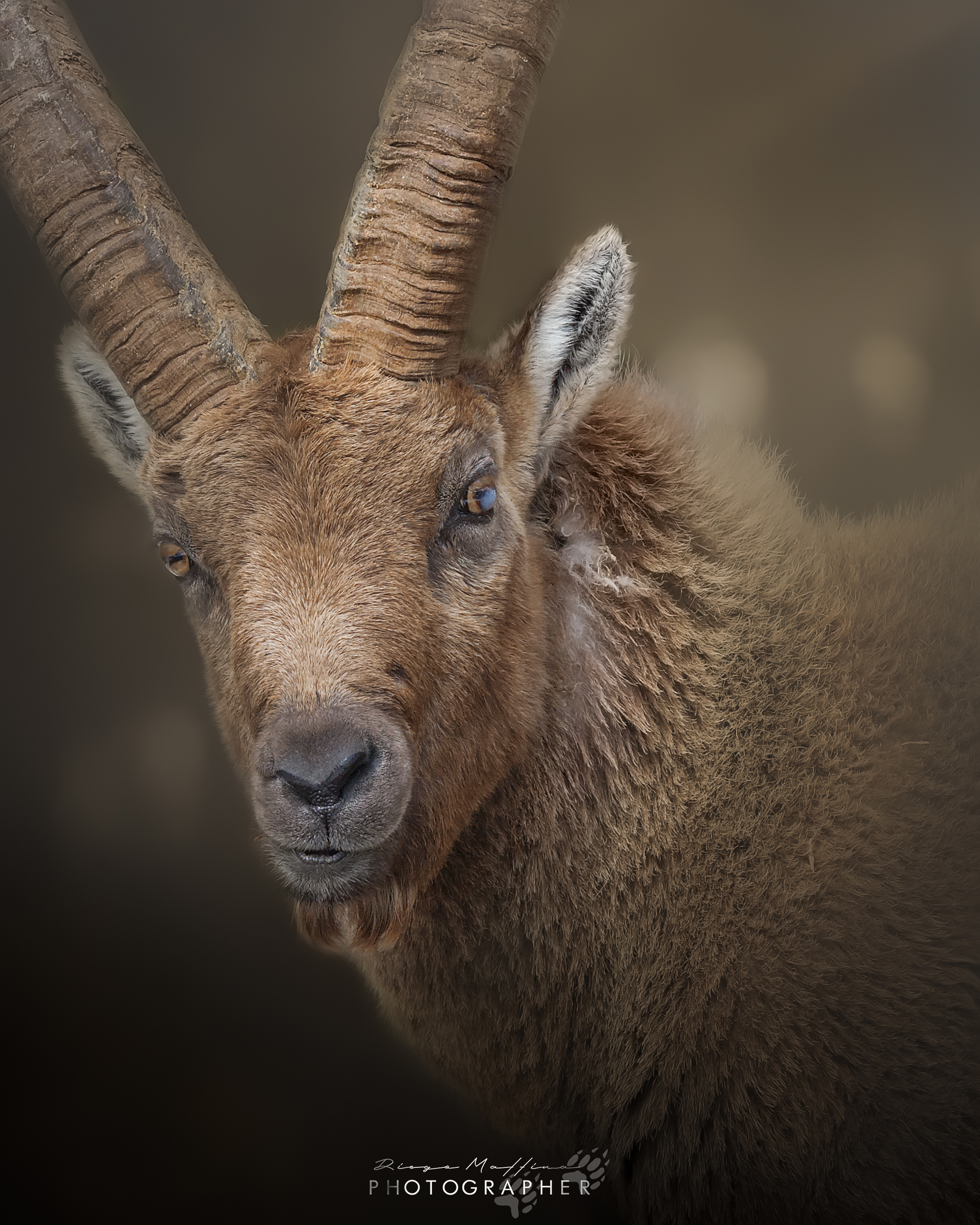 The story of the king