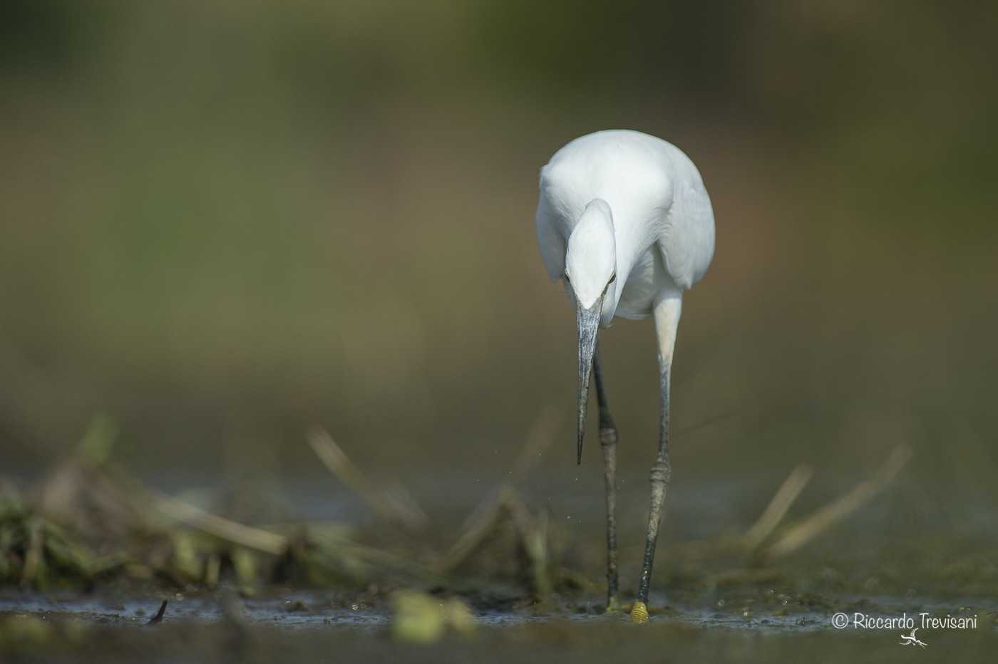 little egret