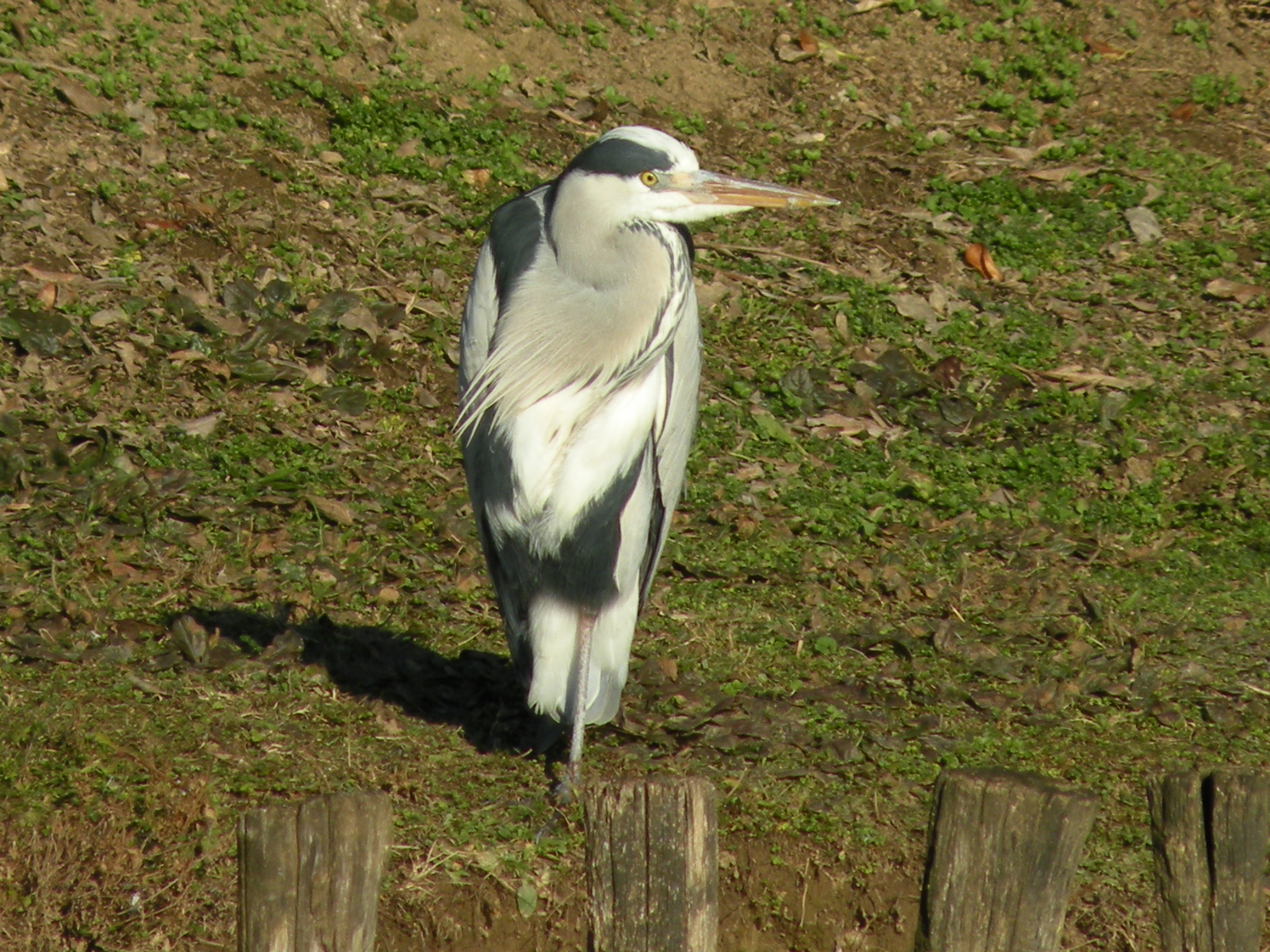 Parco Querini - inquilini