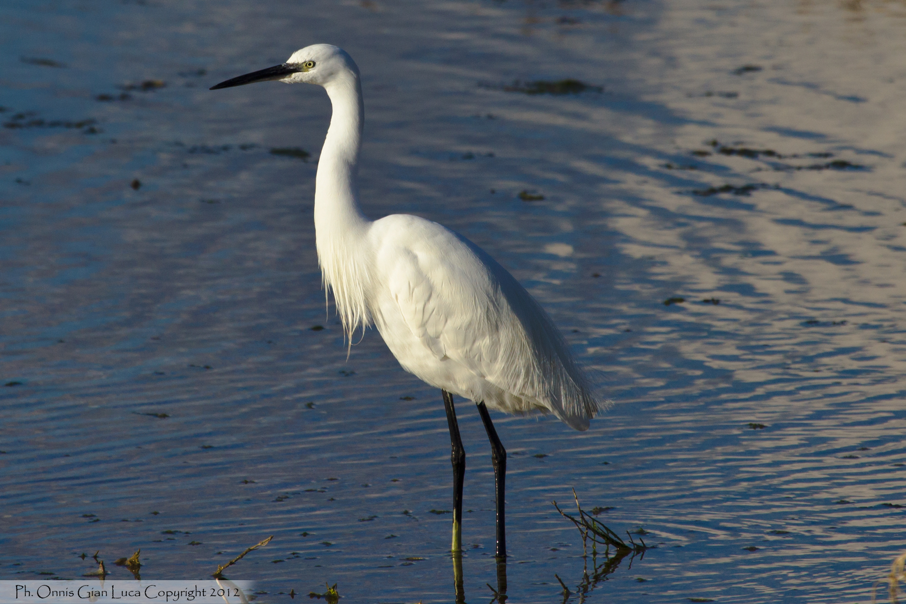 Great Egret