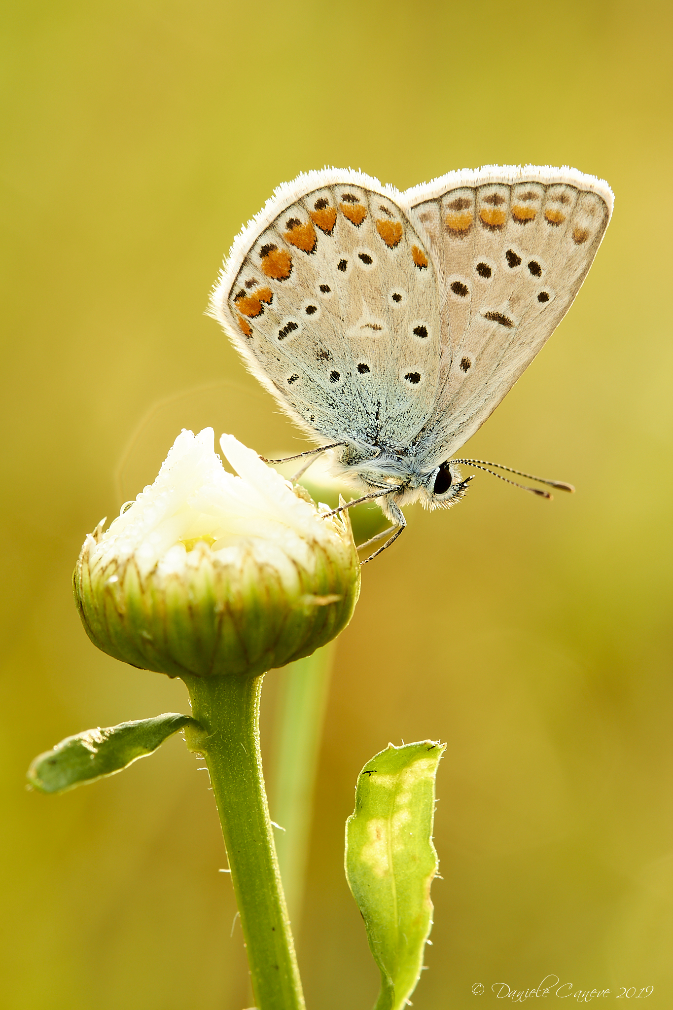 Common Blue