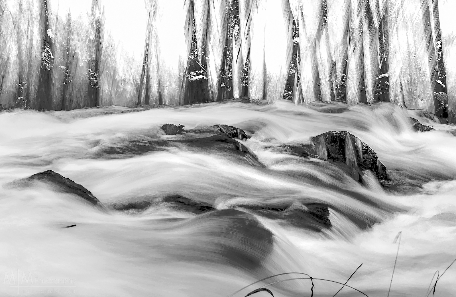 Dreaming in the Woods