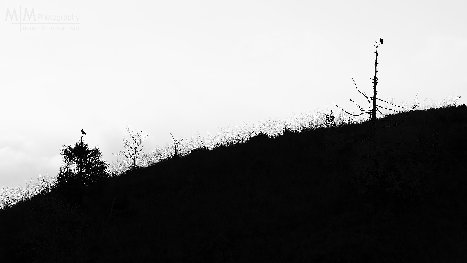 Sentinels