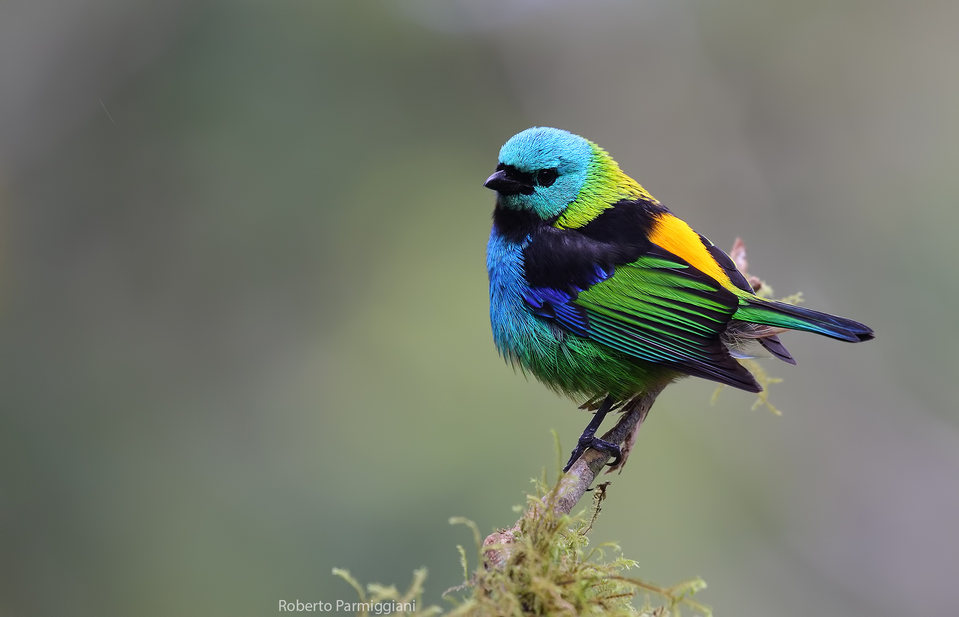 Tangara with 7 colors