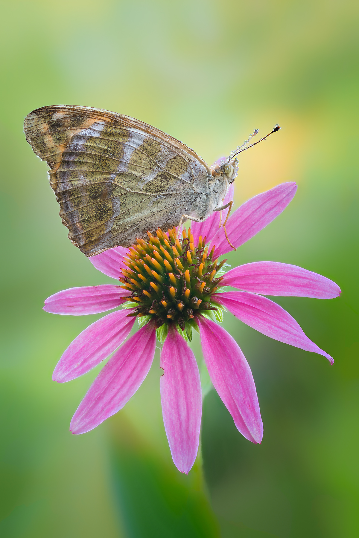 Al centro dell'attenzione