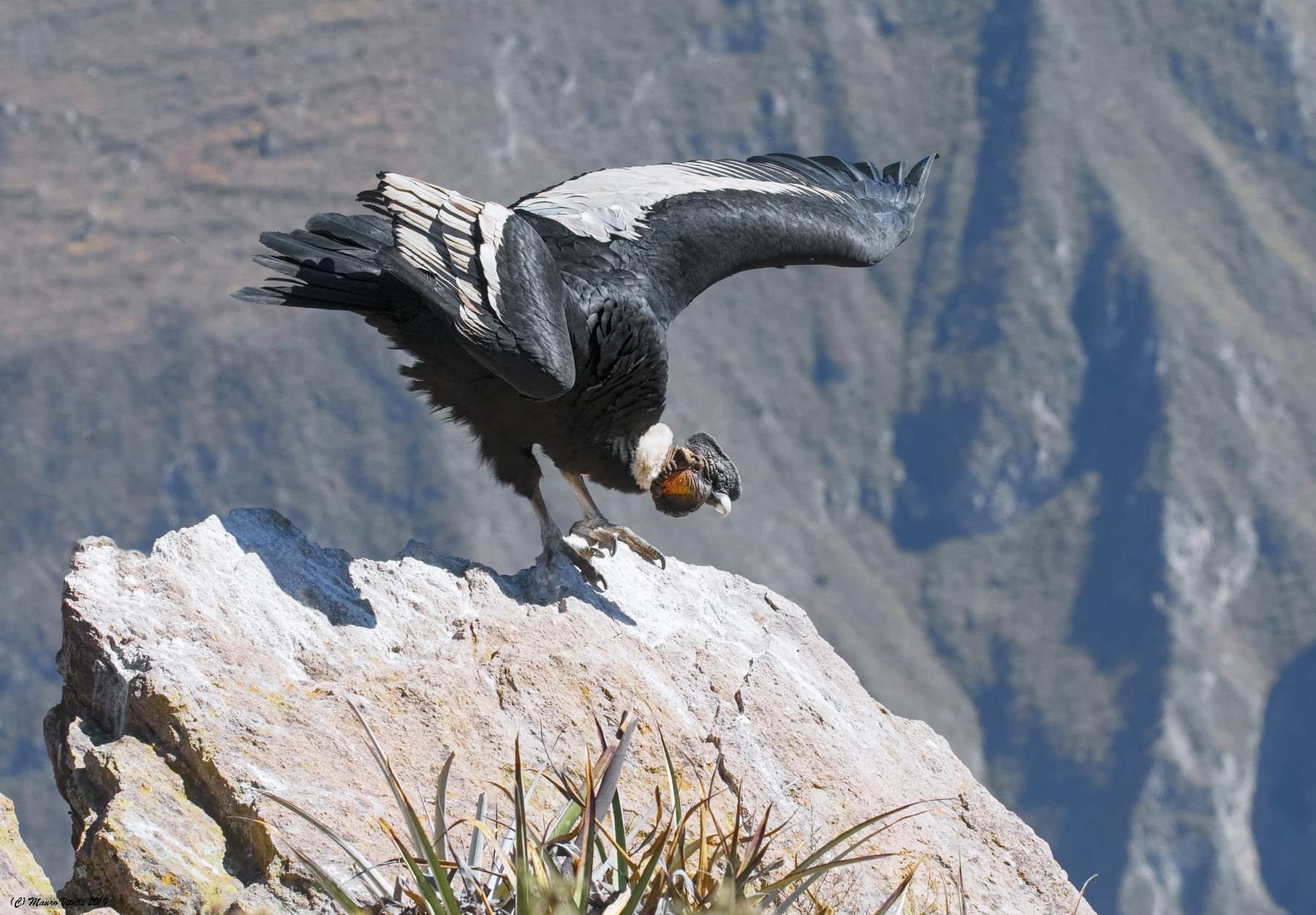 Condor andino (Vultur gryphus)