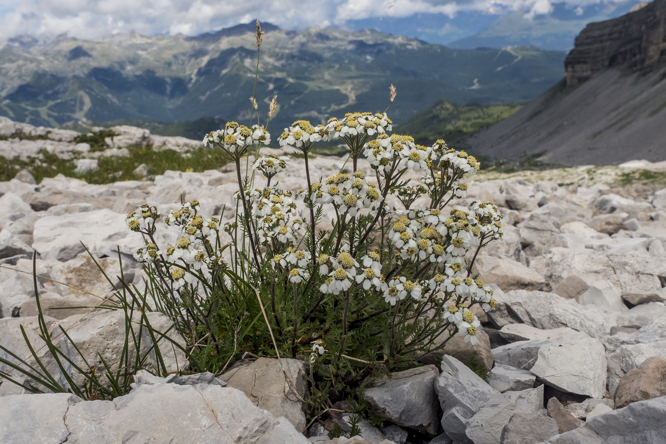 Achillea Clavenae