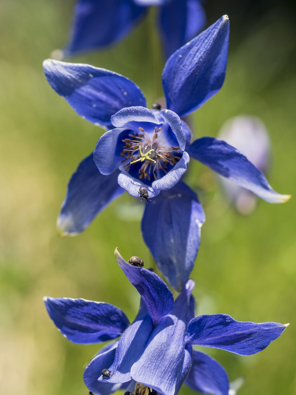 Aquilegia Alpina