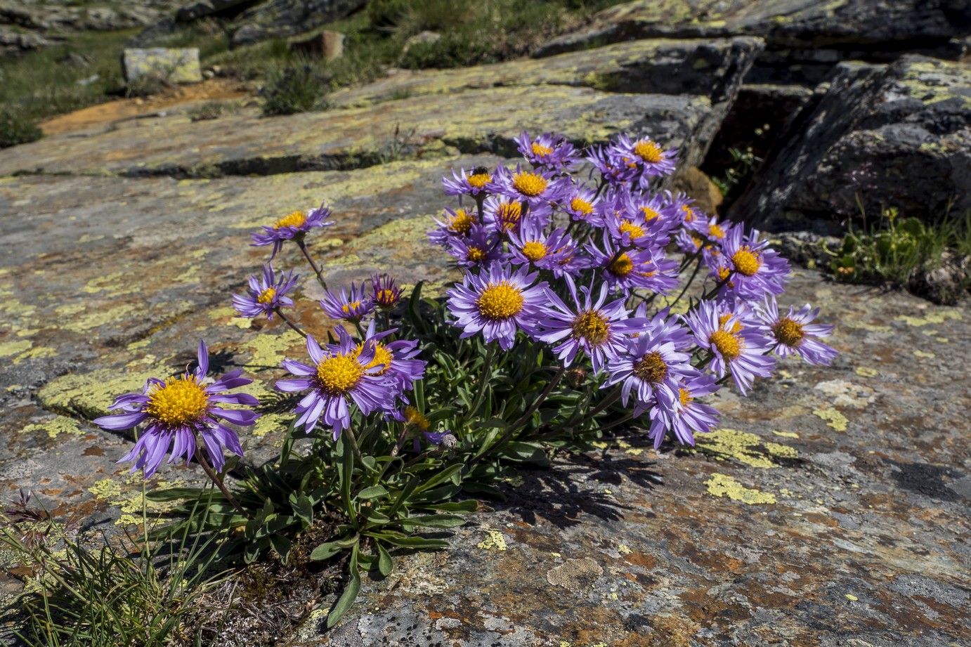 Aster Alpinus