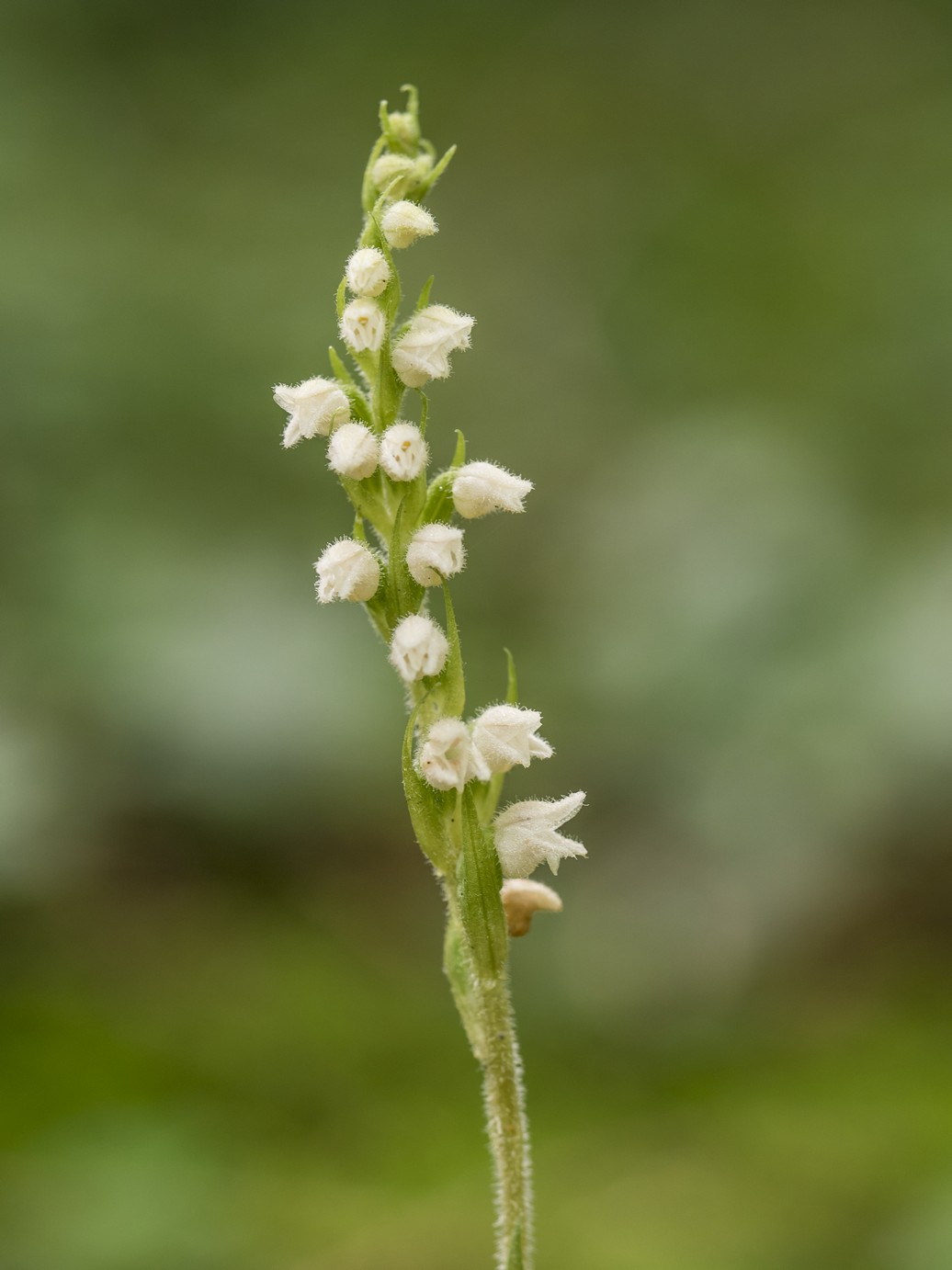 Goodyera Repens