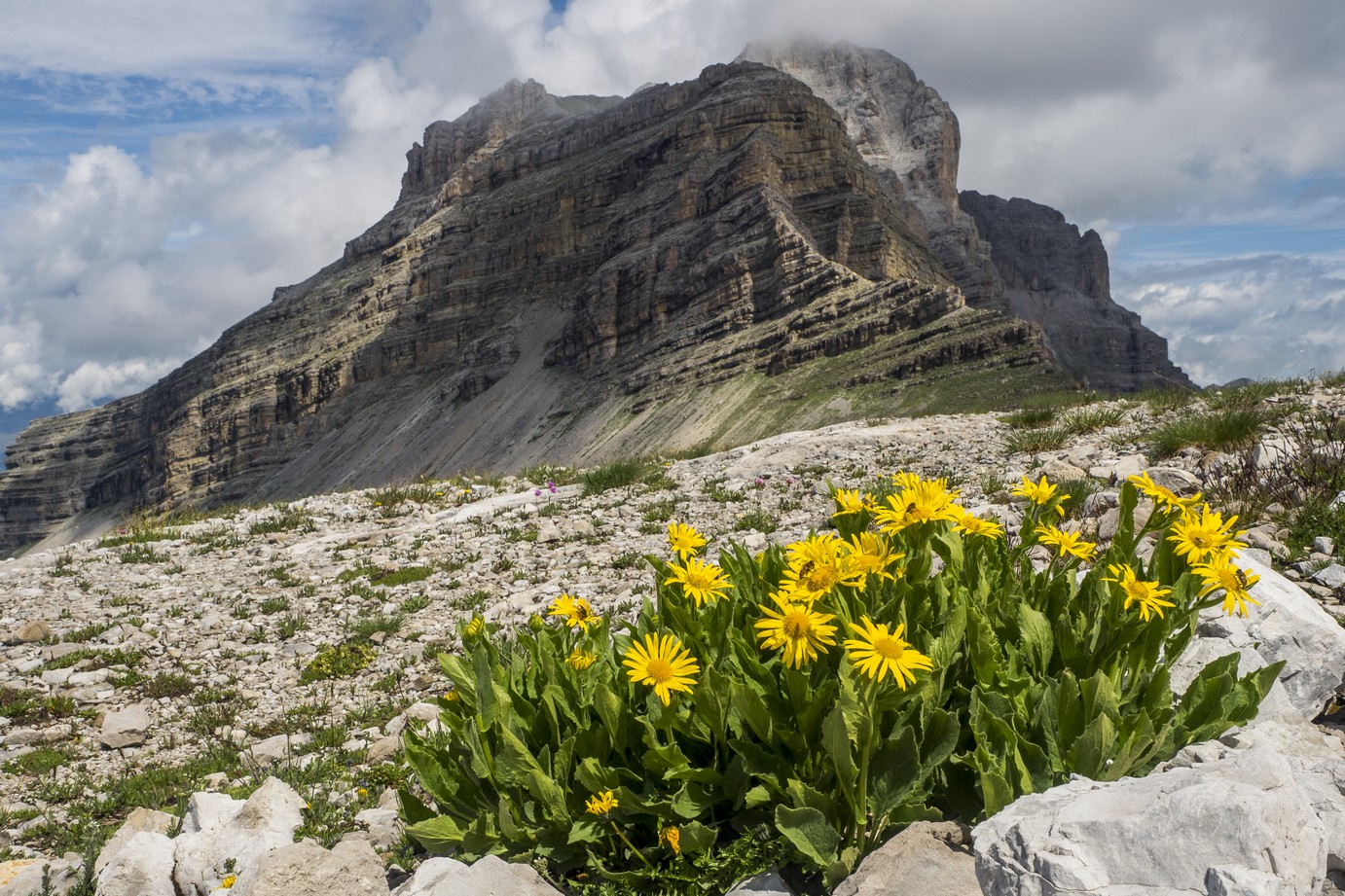 Doronicum Grandiflorum