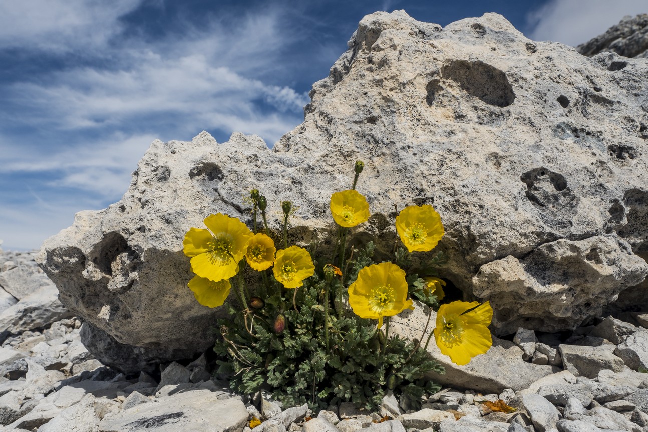Papaver Alpinum