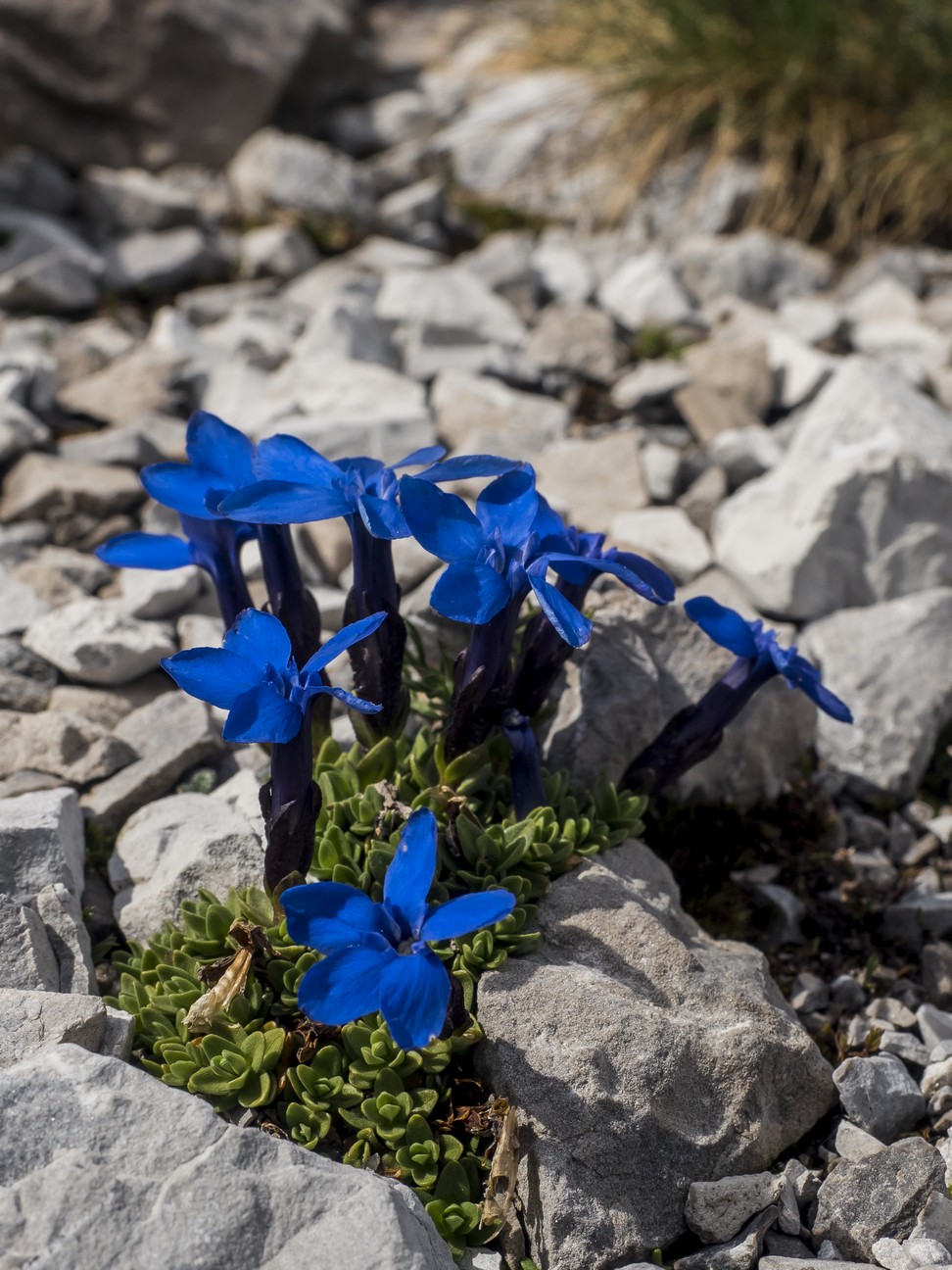 Gentiana Brentae