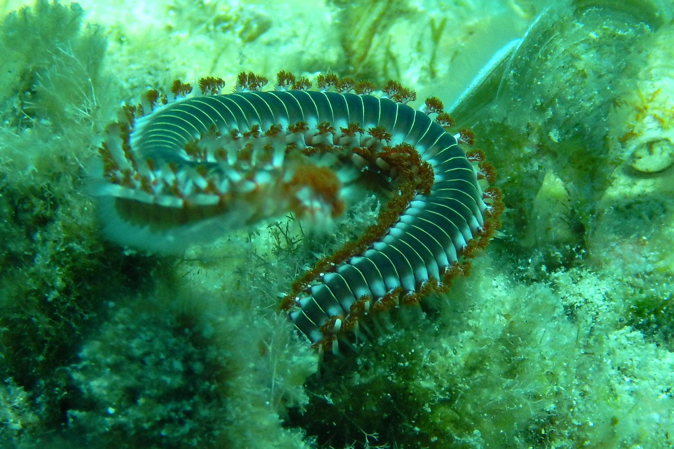 verme cane ( hermodice)