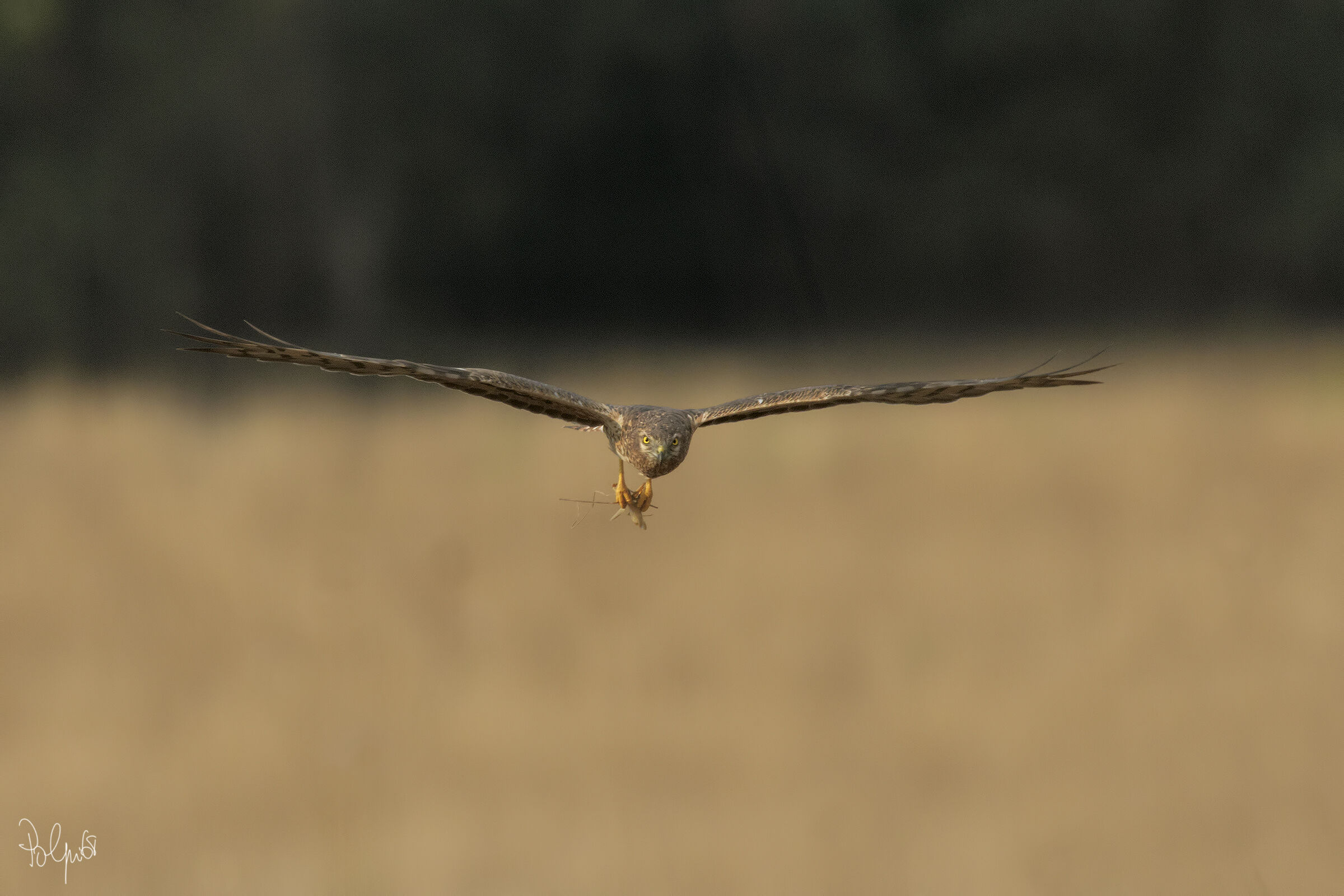 Albanella Minore Femmina