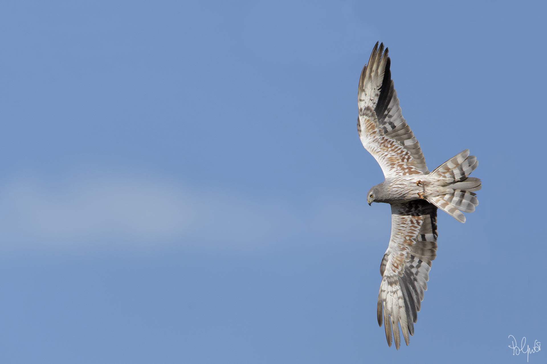 Albanella Minore Maschio