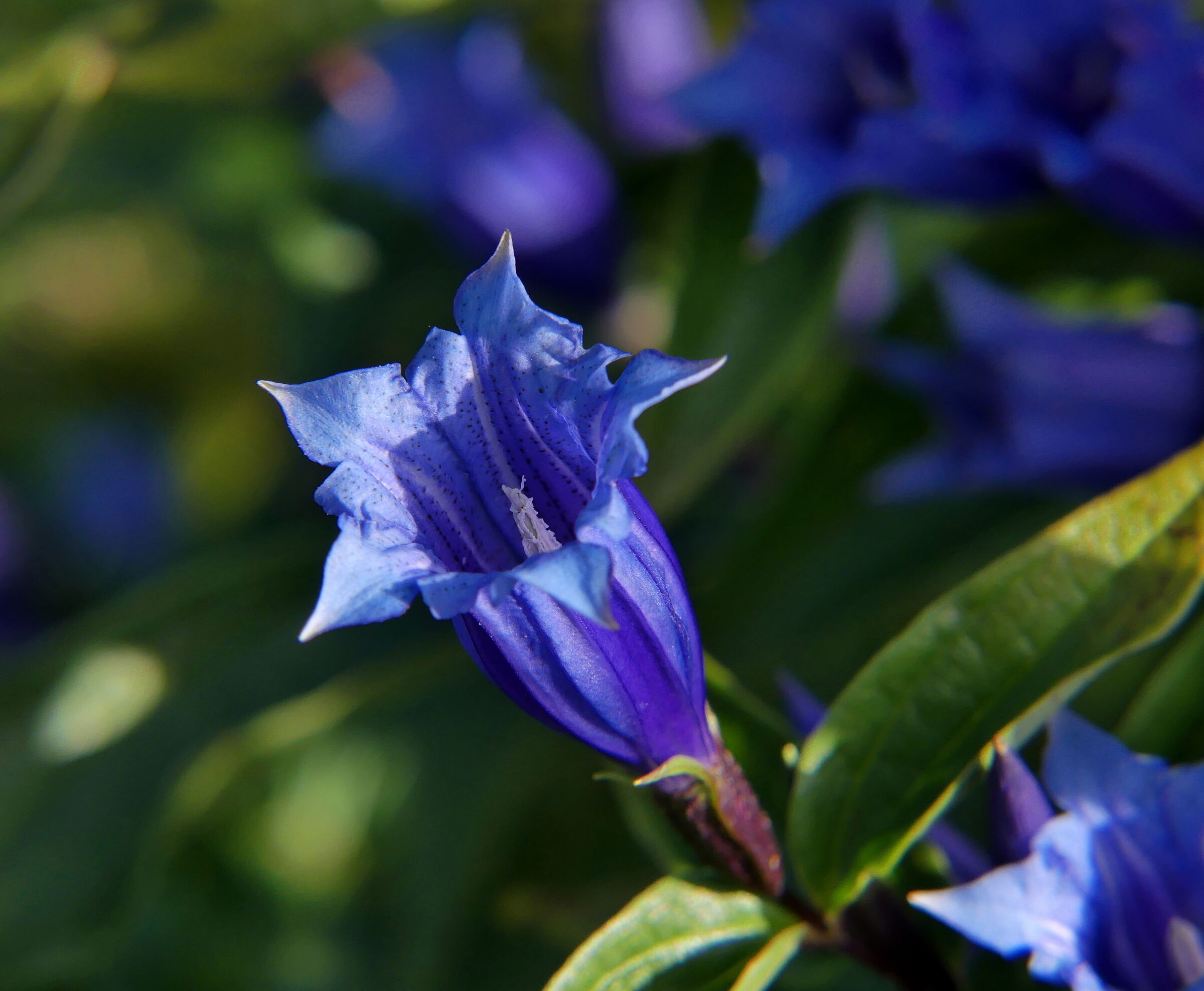 Gentiana asclepiadea