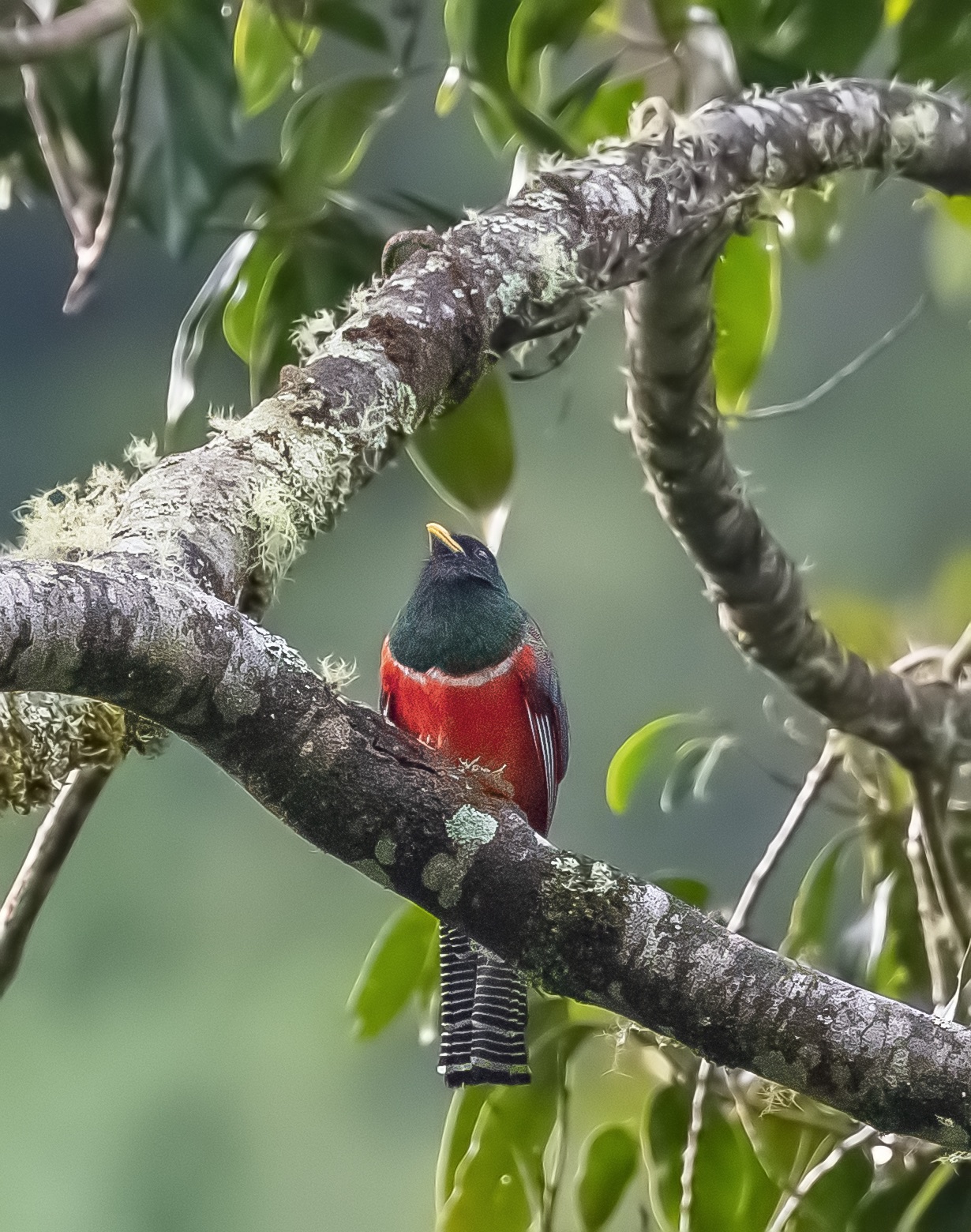 Trogon colored