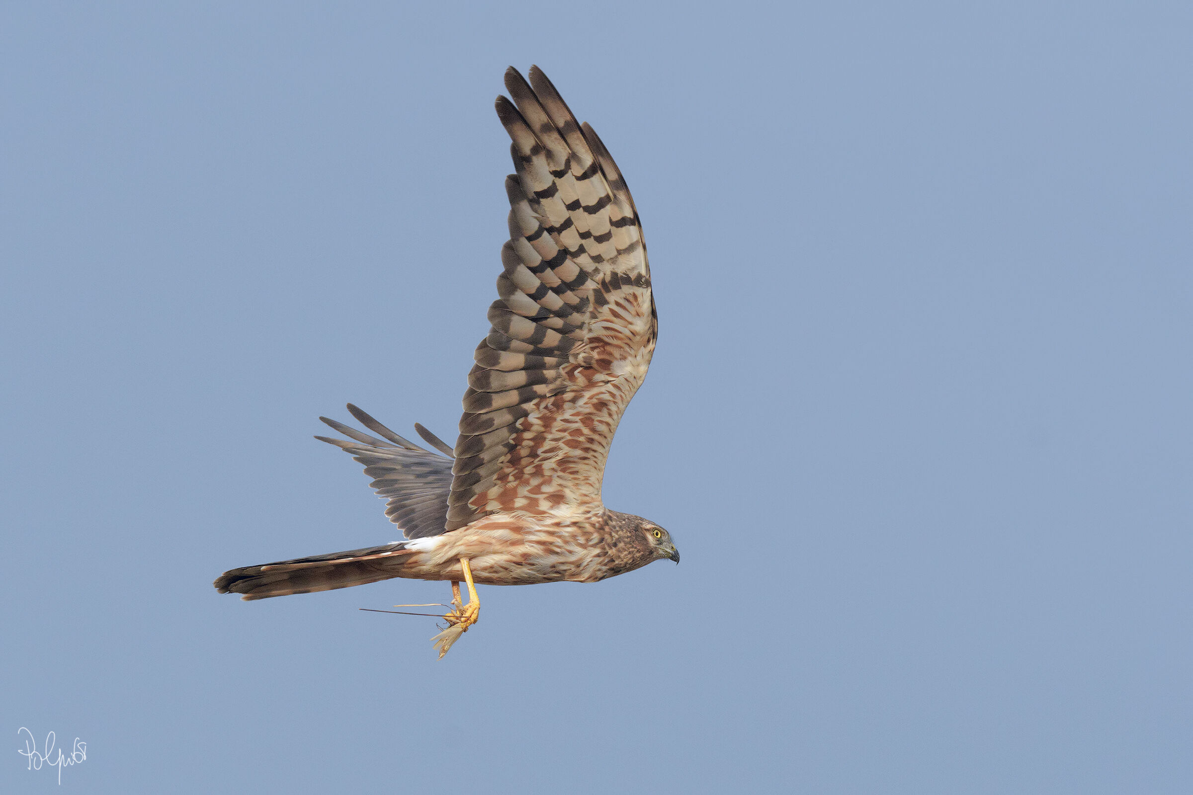 Albanella Minore Femmina