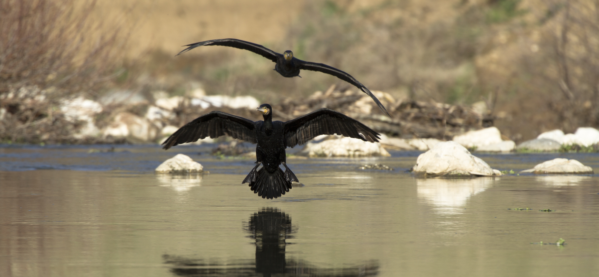 Cormorant